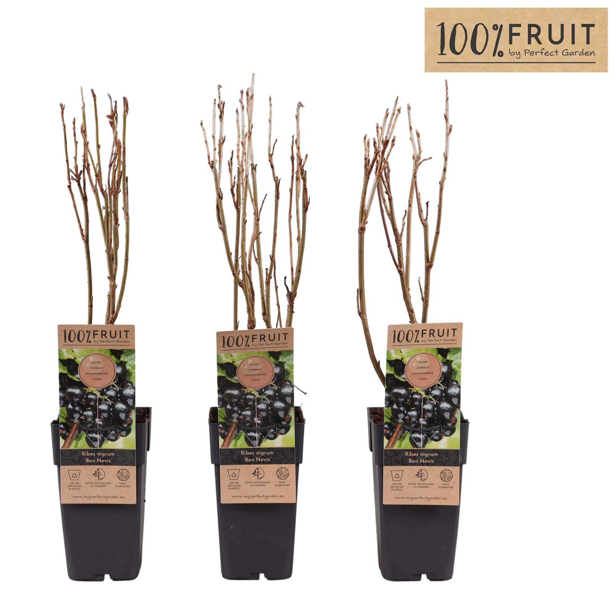 Ribes nigrum Ben Nevis P15, D 15