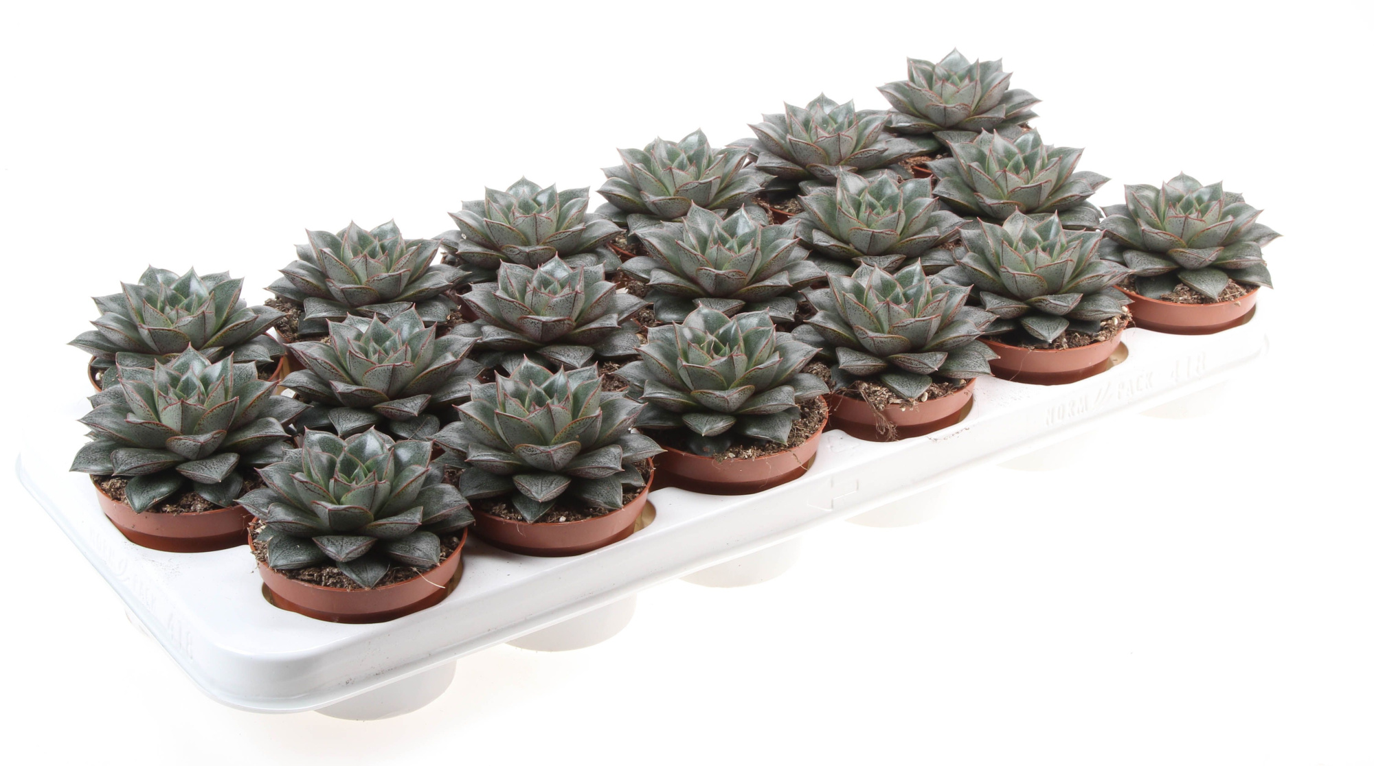 Echeveria Purpusorum, D 8,5