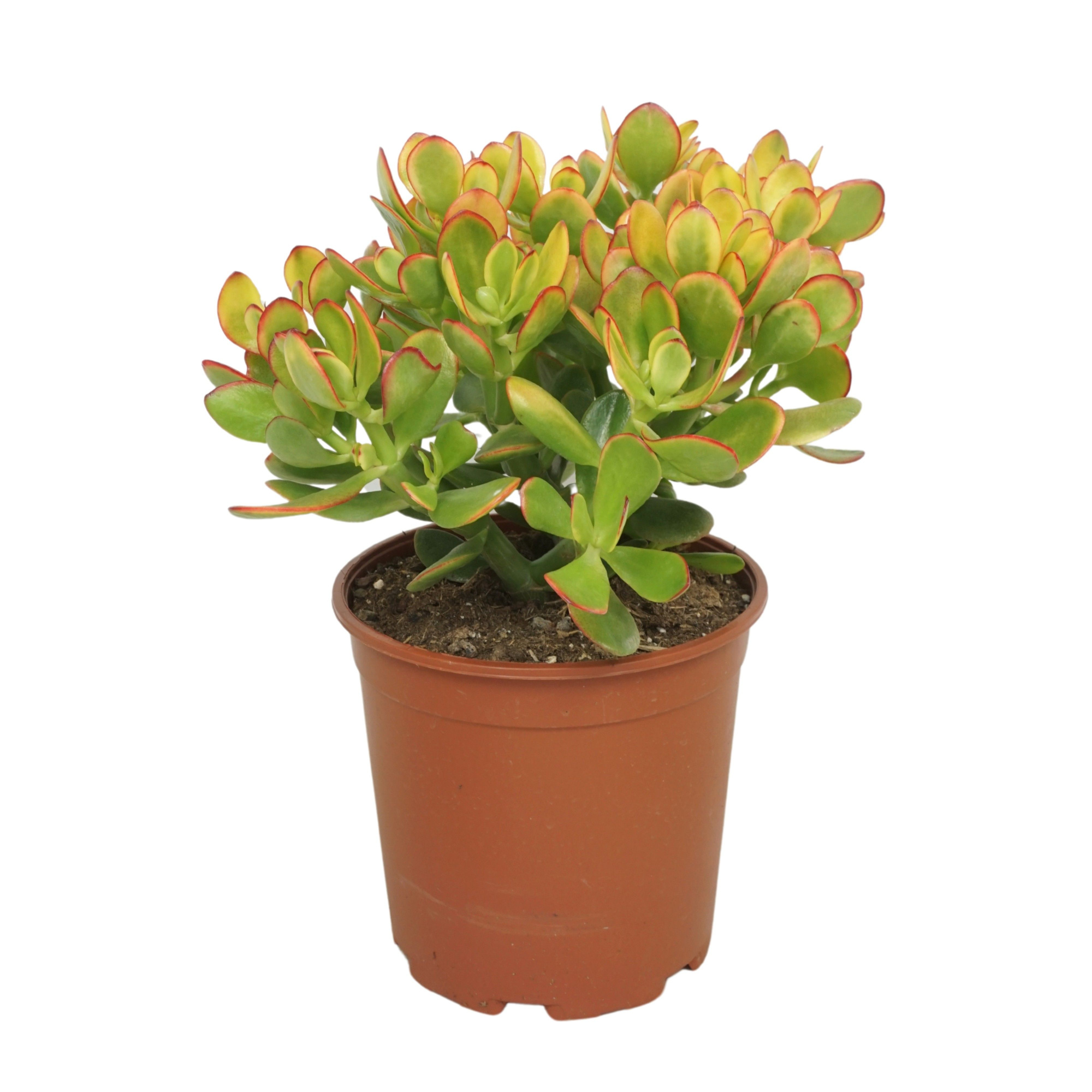 Crassula sunset 21 cm, D 21