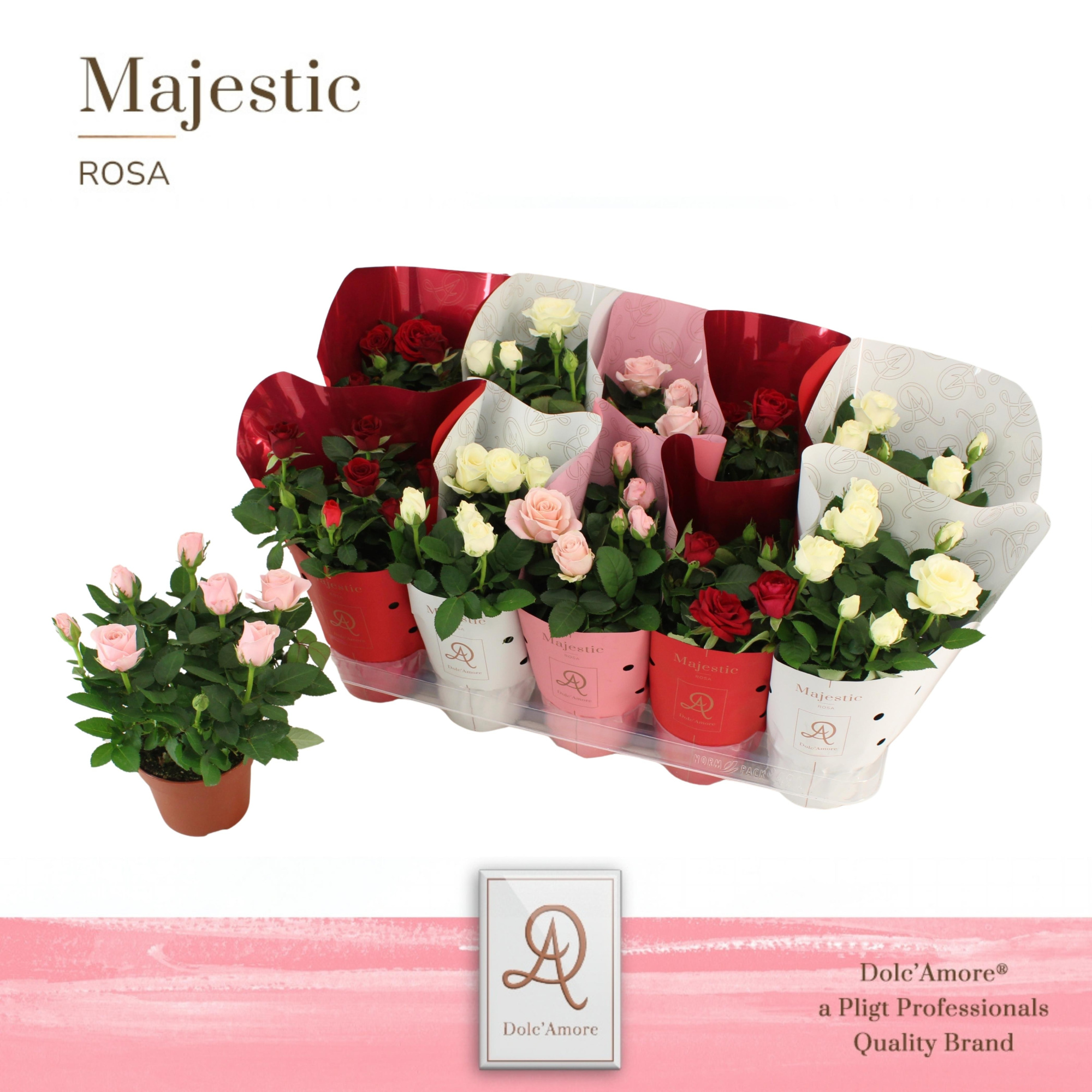 Potroos Valencia Mix P12 Dolc'Amore Metallic, D 12