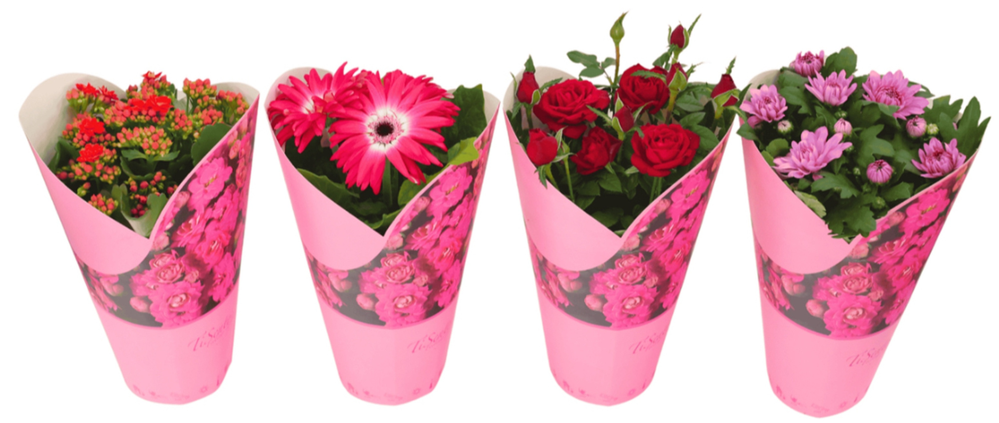 Bloeimix 12 cm | Cadeaucover, D 12