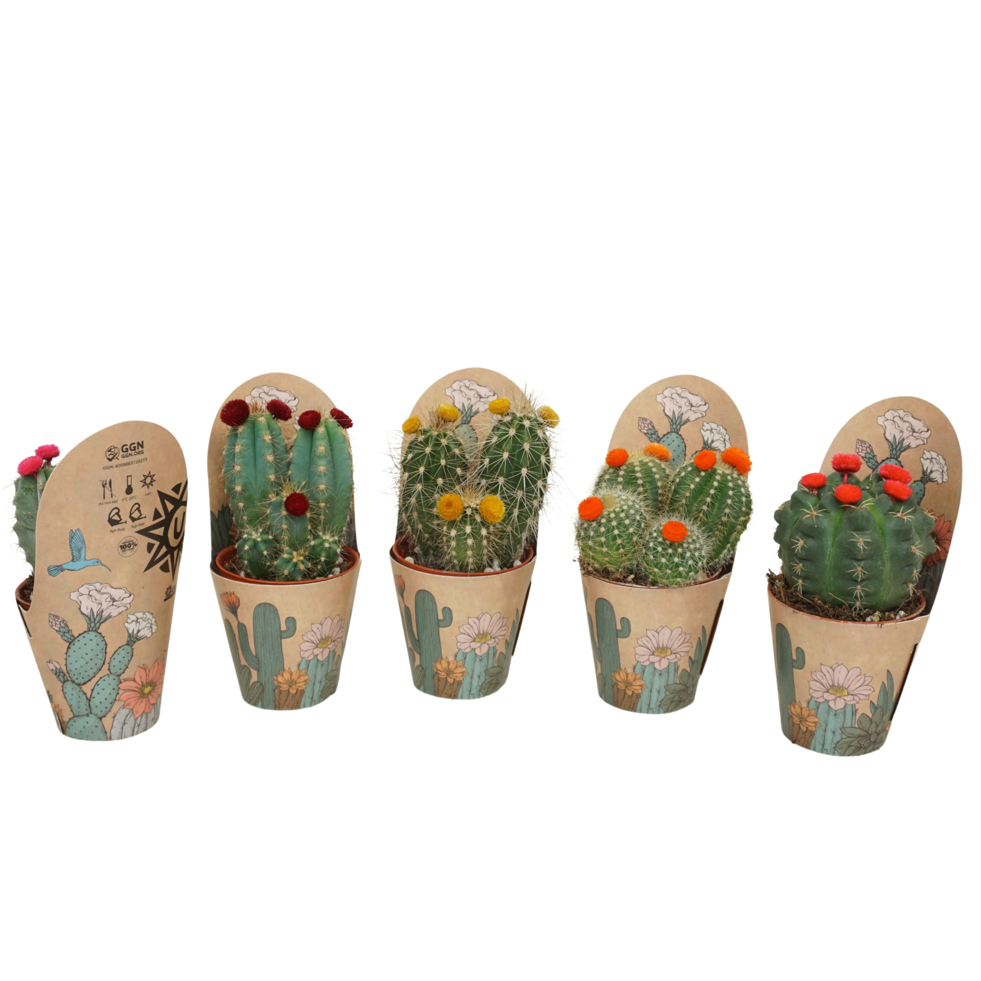 Cactus mix strobloem 5,5 cm in Ubink potcover, D 5,5