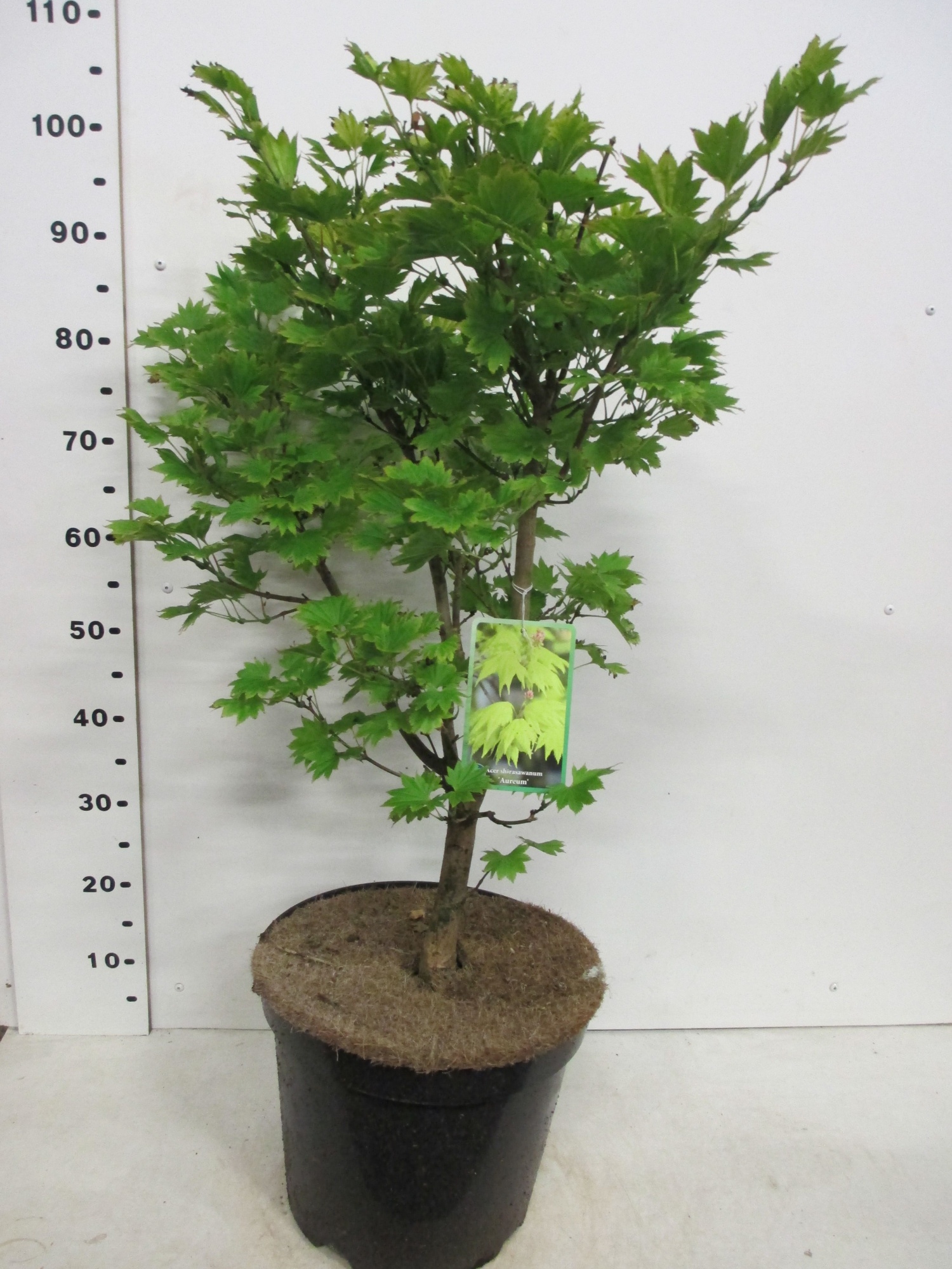 Acer shirasawanum Aureum 60-80 P30, D 30