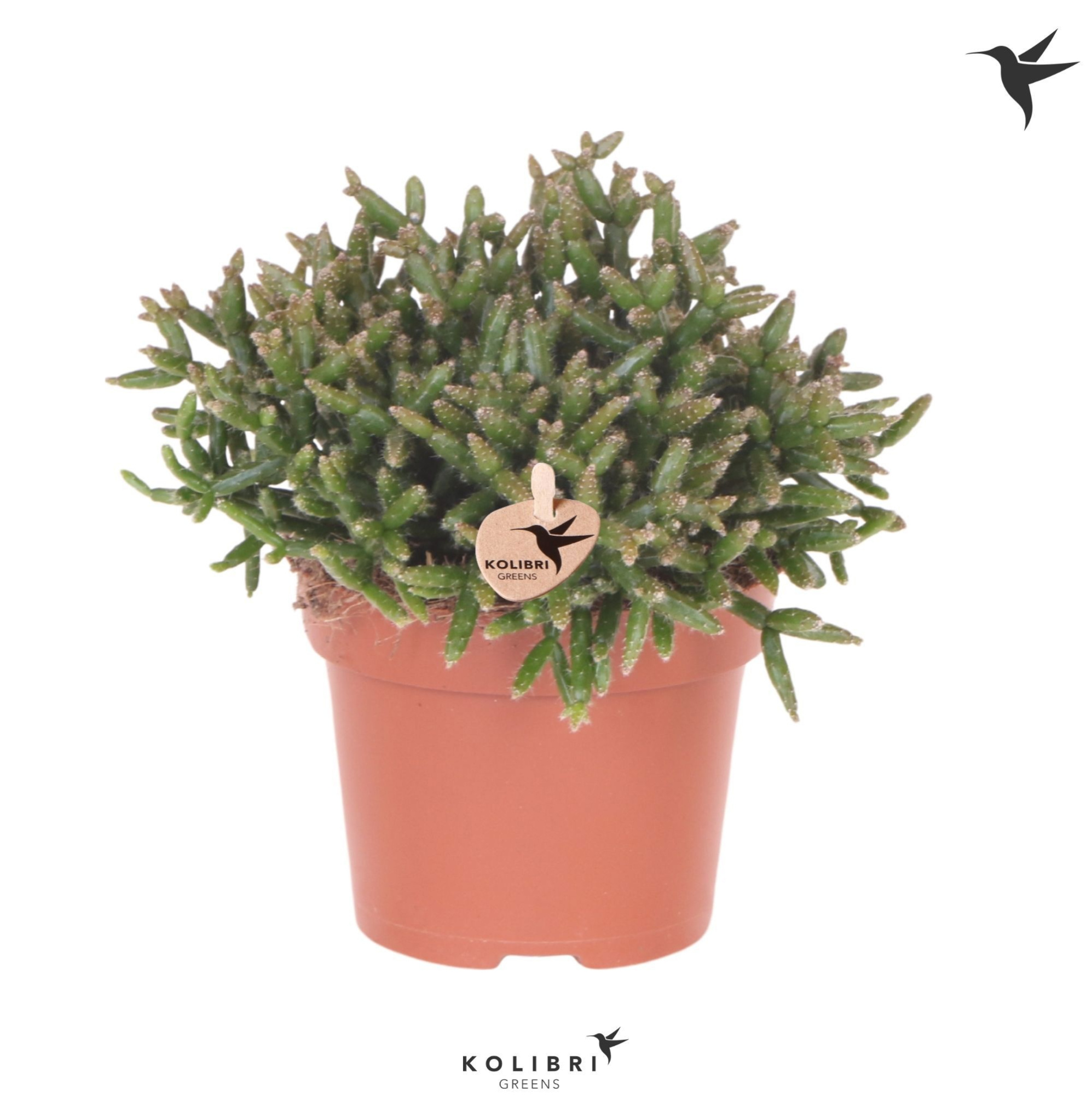 Kolibri Greens Rhipsalis Burchelli, D 12