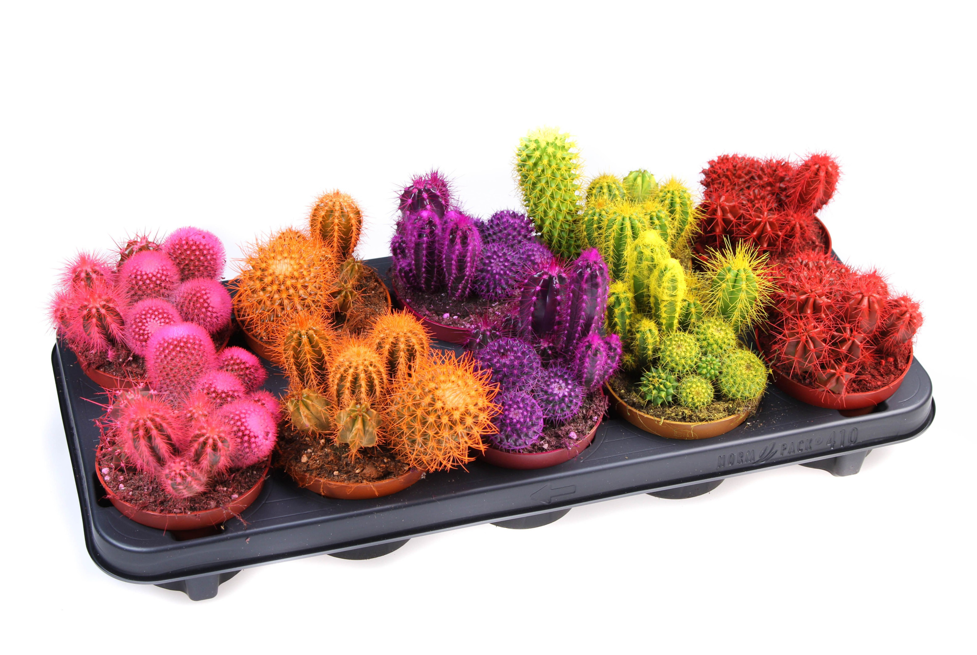 Rainbow cactus Trio, D 10,5