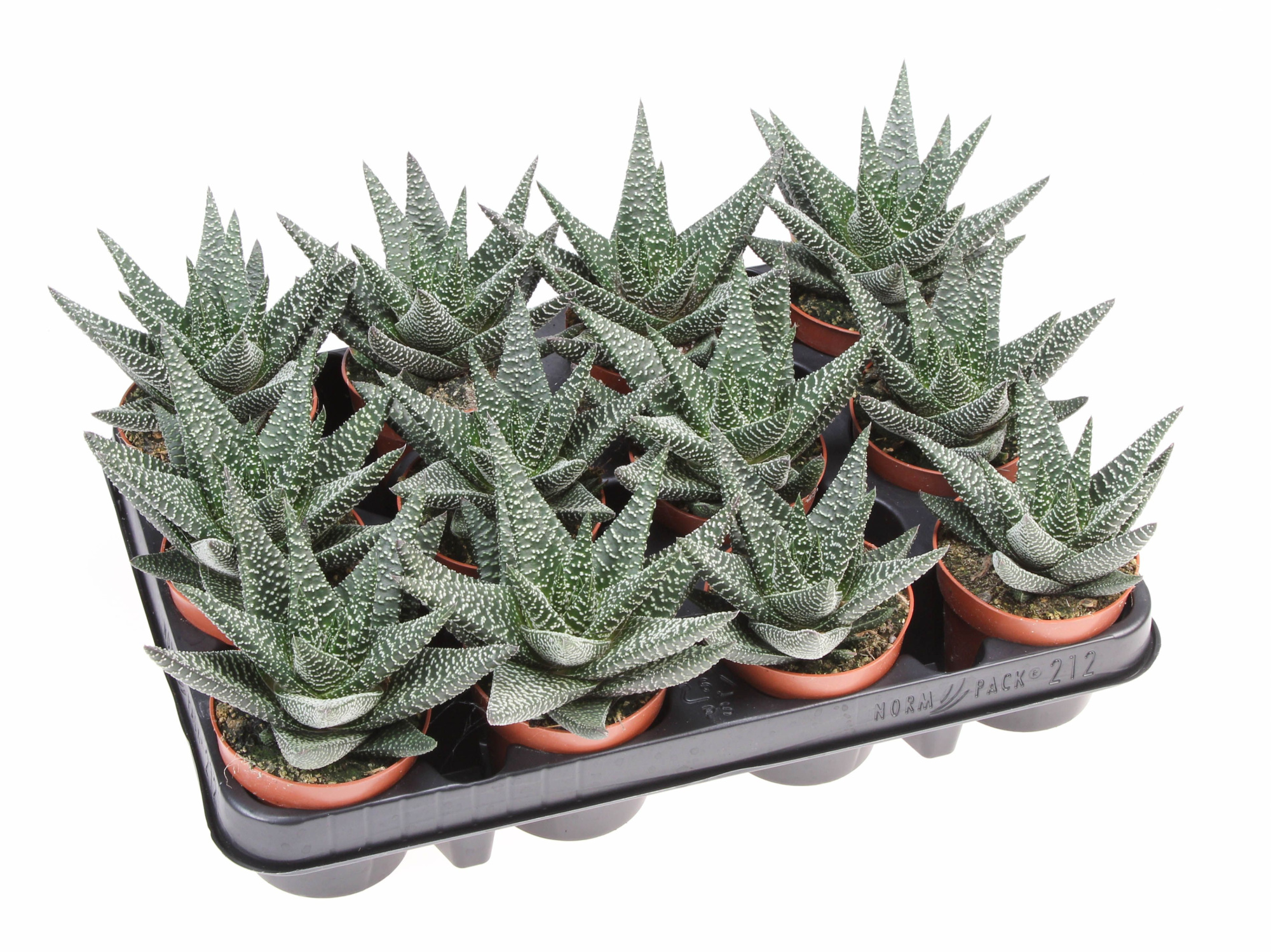 Haworthia royal highness, D 8,5