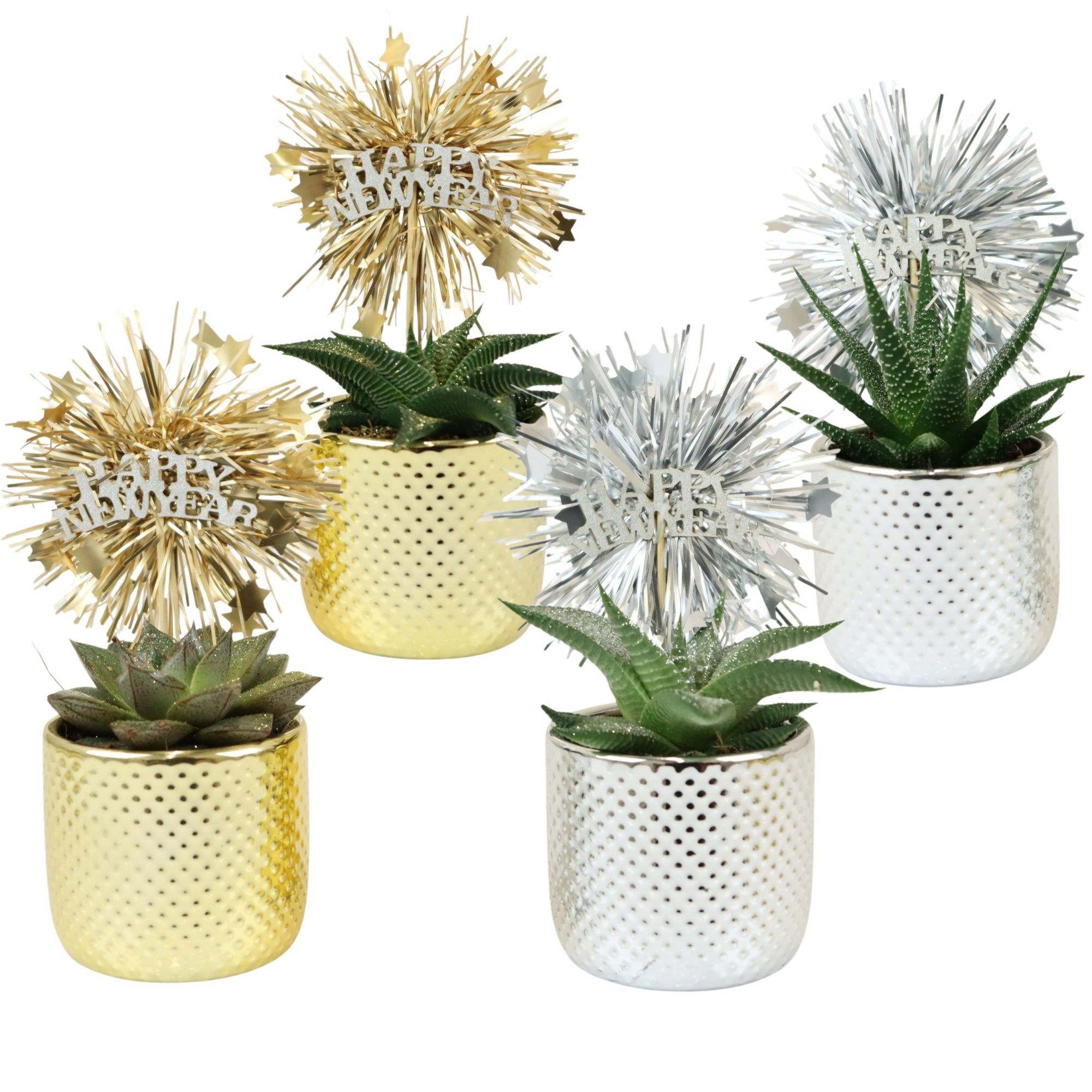 Darwin elec. mix with Glitter Succulent mix, D 6