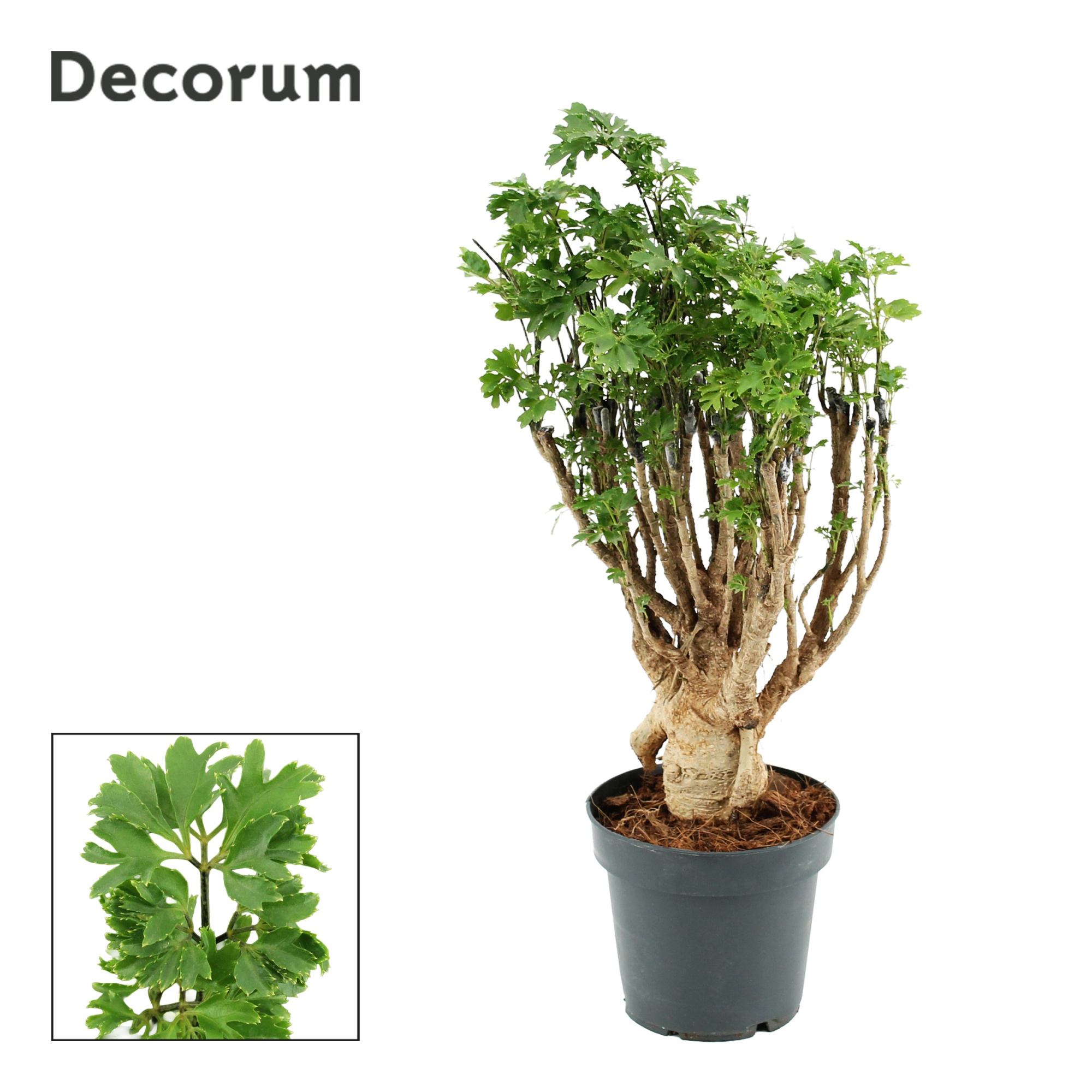 Polyscias Parsley 12 cm Bonsai (Decorum), D 12