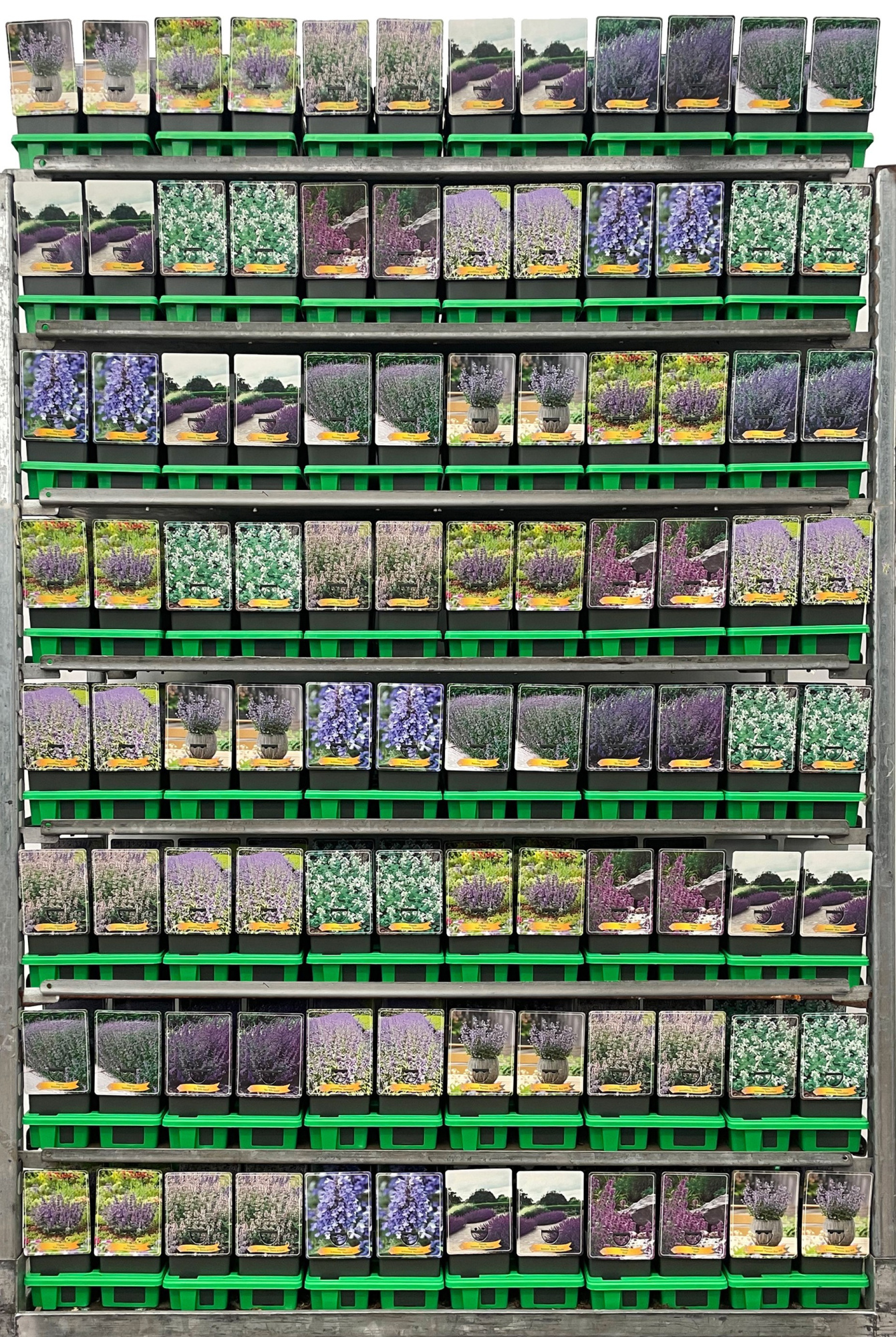 Nepeta Mix CC P11, D 11