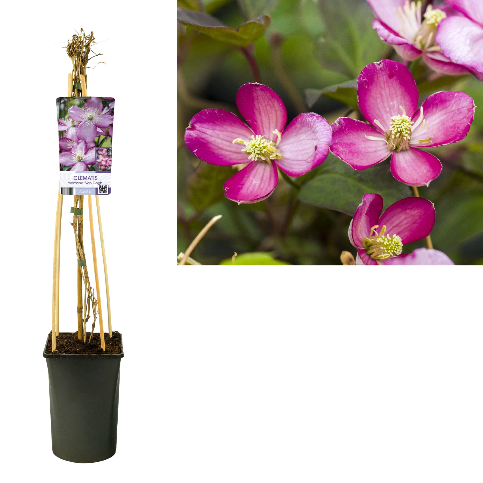 Clematis montana 'Van Gogh' +light label, D 17