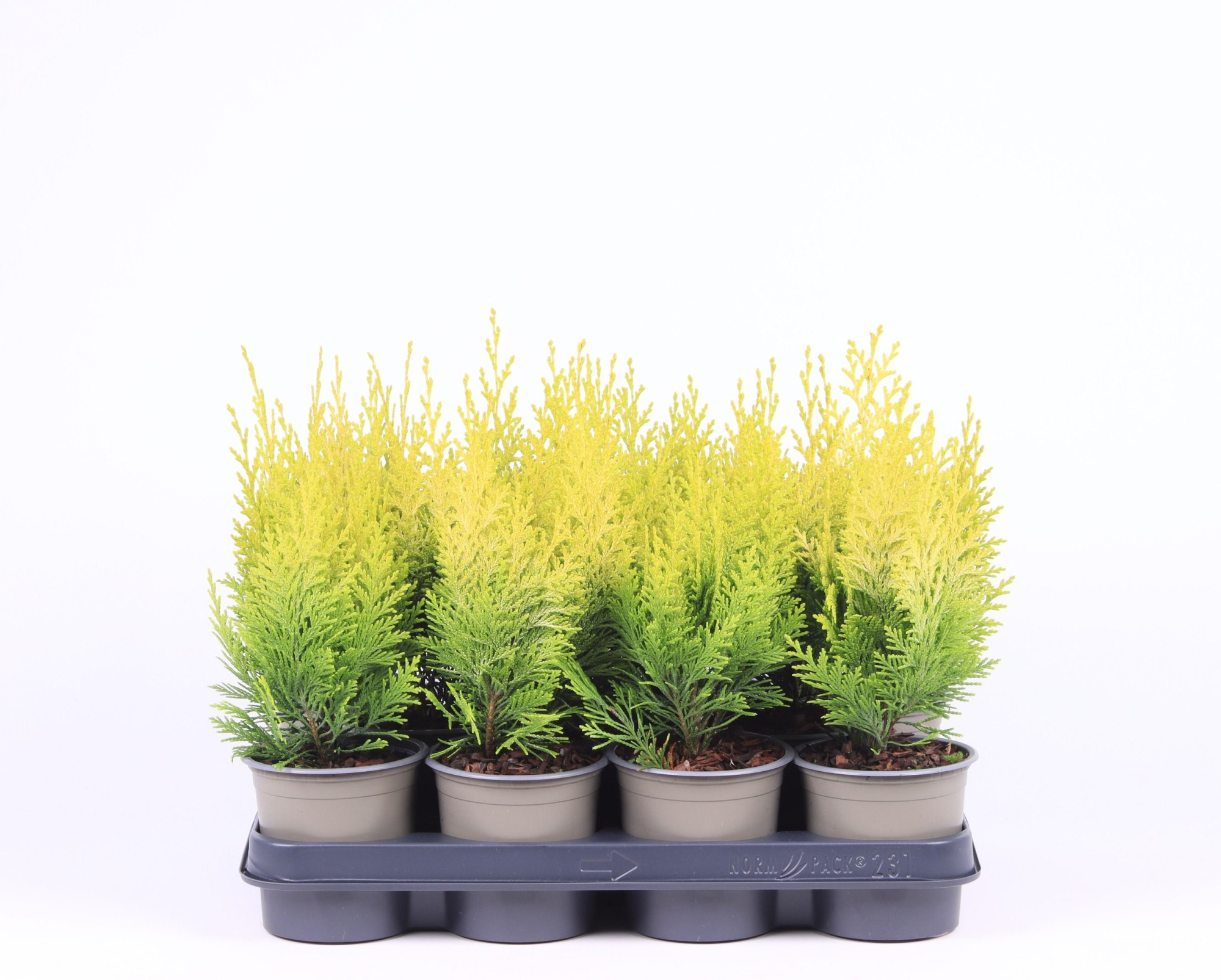 Chamaecyparis lawsoniana 'Ivonne', D 11