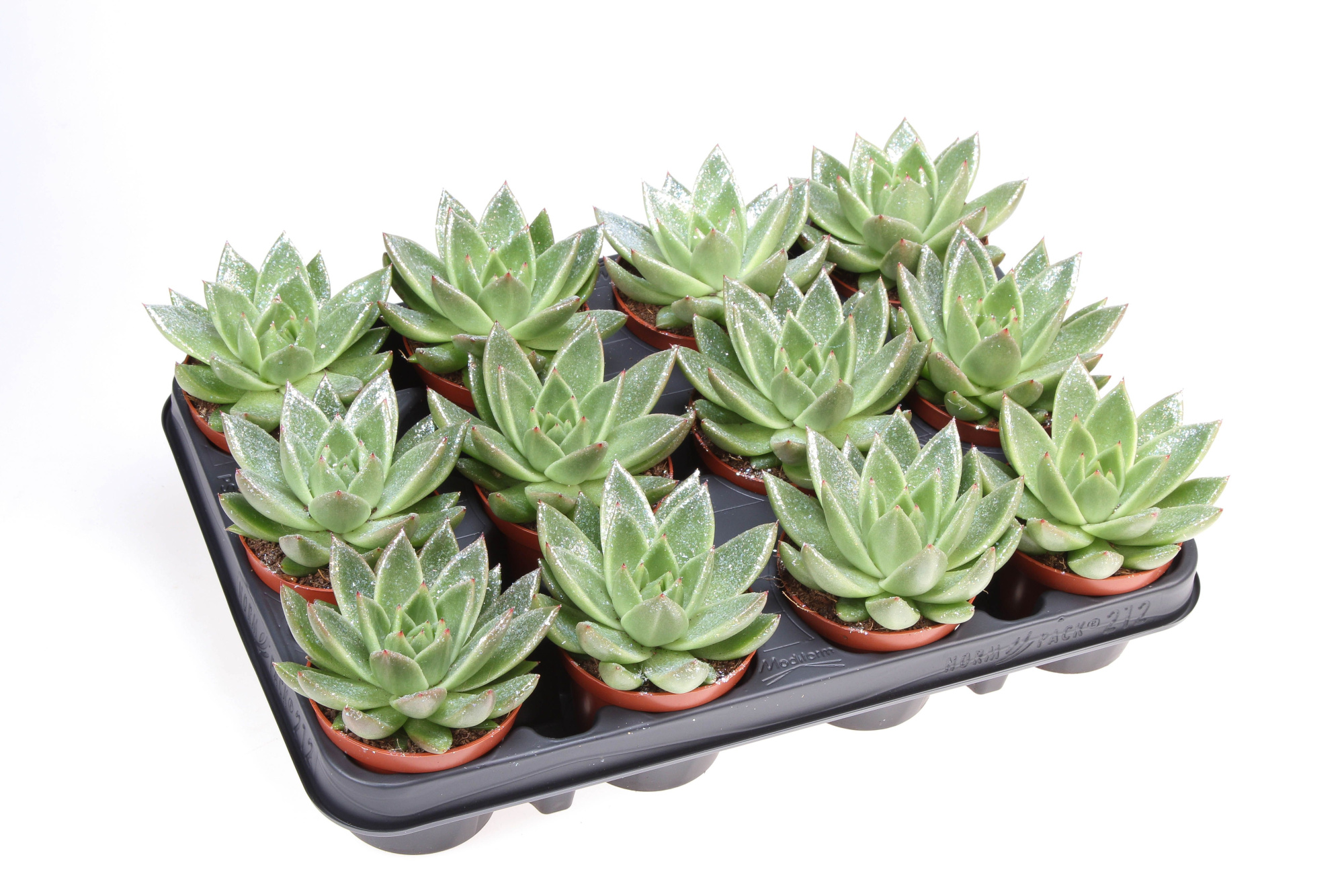 Miranda naturel glitter, D 8,5