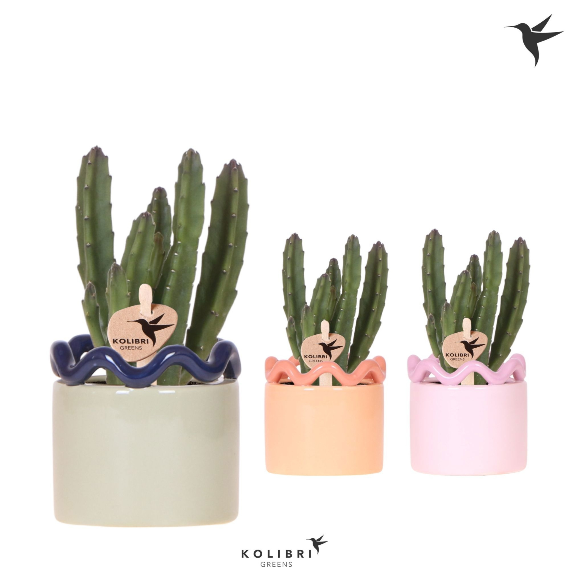 Kolibri Greens Stapelia Leendertziae in Funky pot mix, D 6