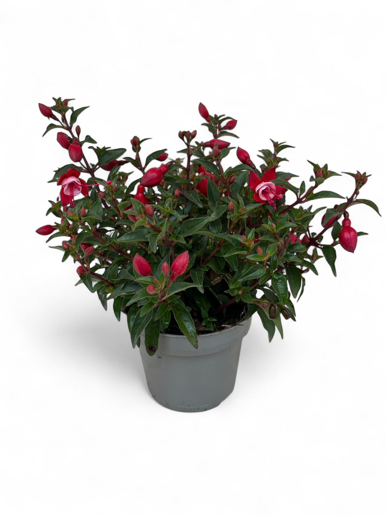 Fuchsia Menton Jollies ®, D 12