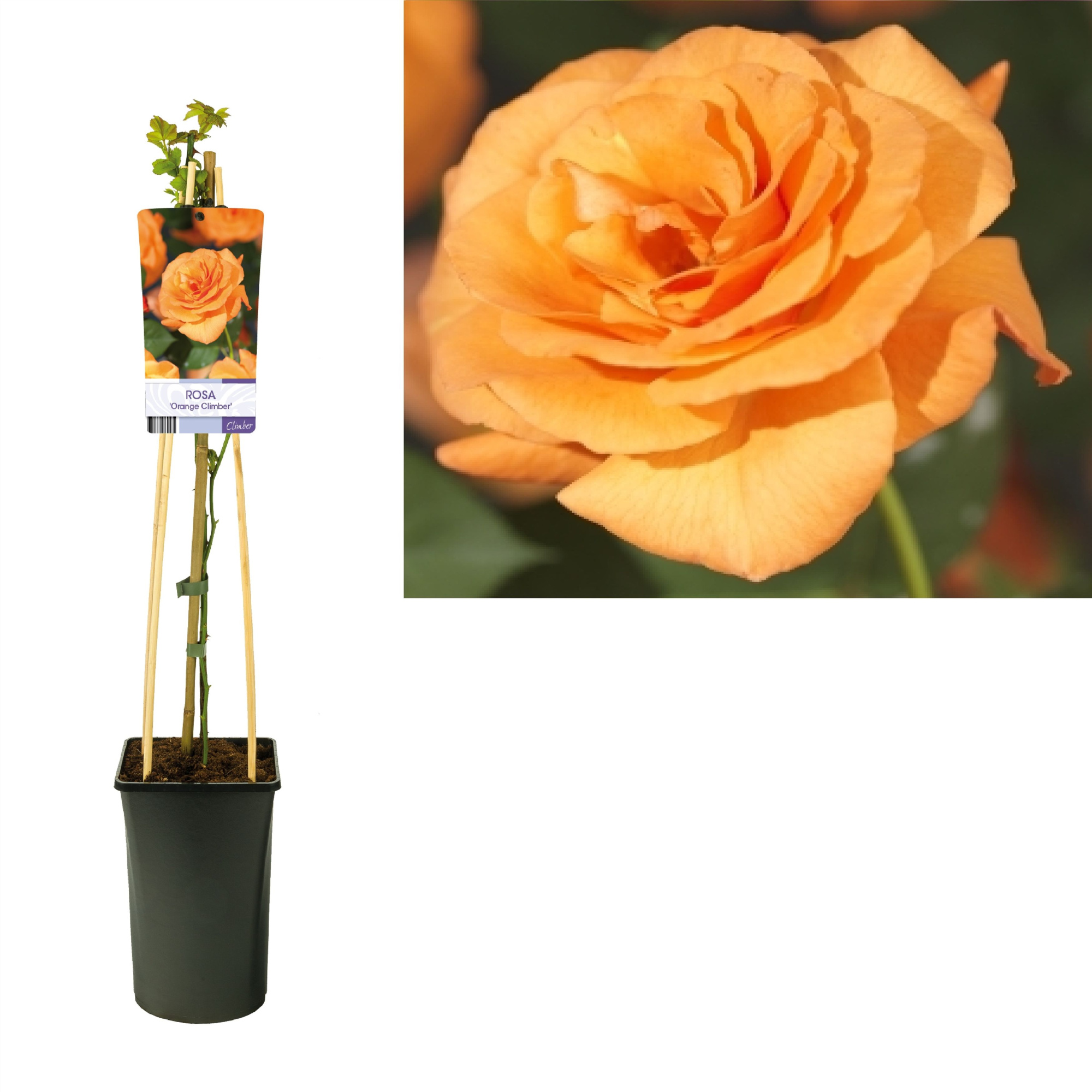 Rosa 'Orange Climber' +light label, D 17