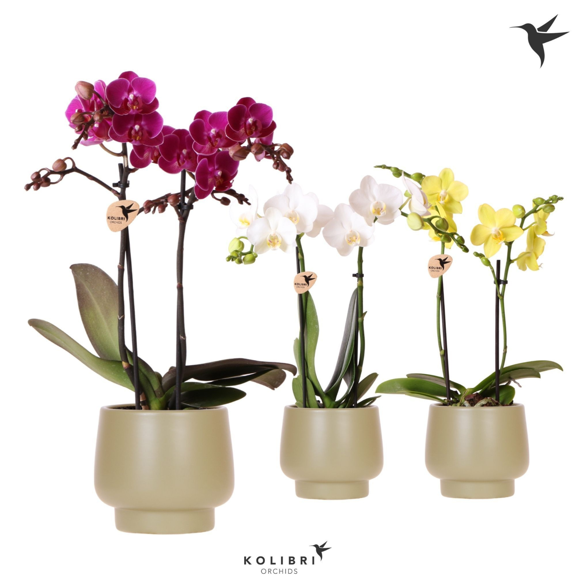 Kolibri Orchids Phalaenopsis mix 2 spike in Scandic pot green, D 9