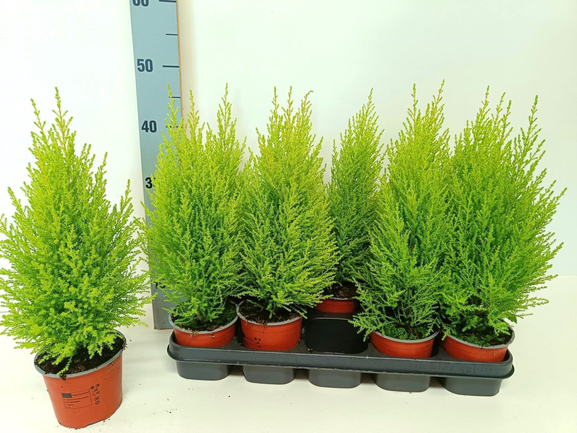 Cupressus Goldcrest Wilma "p12 piramide", D 12