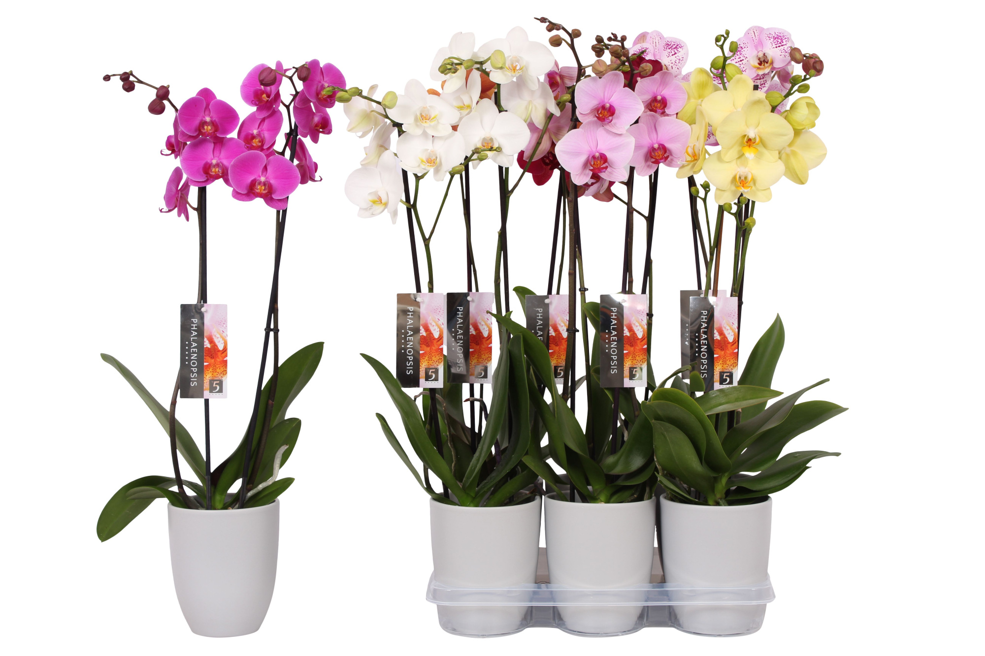 Phalaenopsis mix, 2-spike Grey Ceramics, D 12