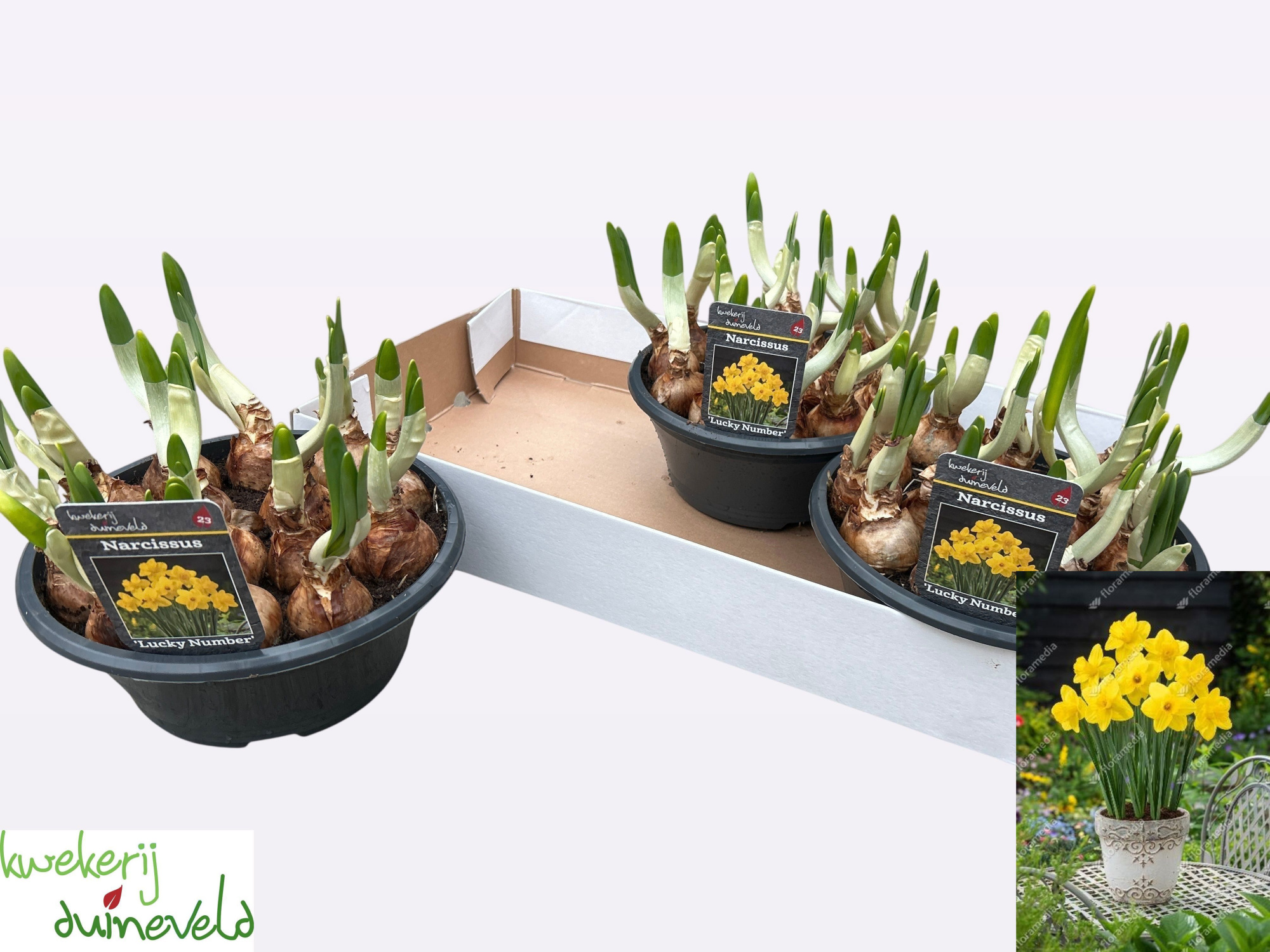 Narcis Lucky Number P23, D 23 cm