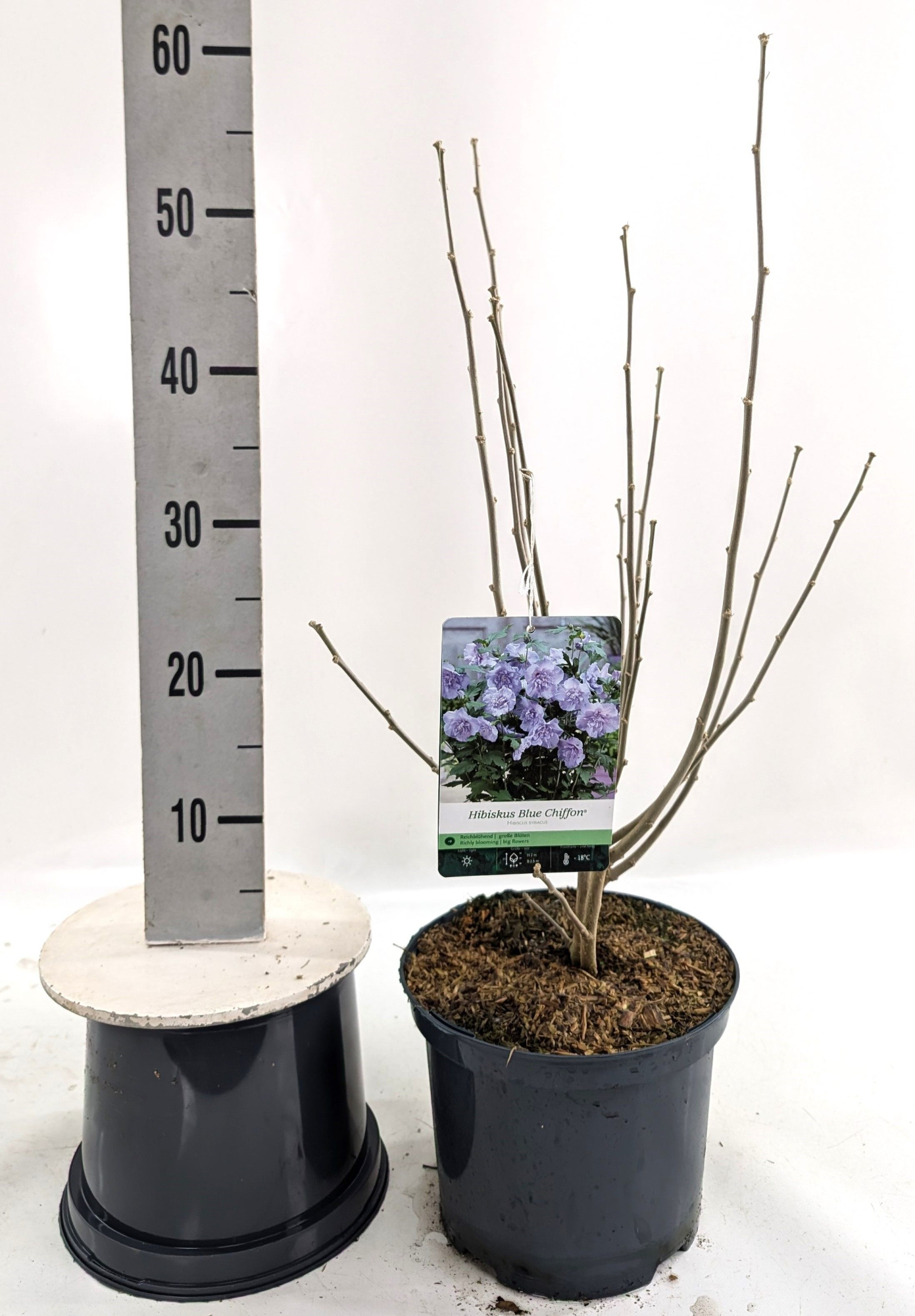 Hibiscus syr. 'Blue Chiffon' -R-, D 23