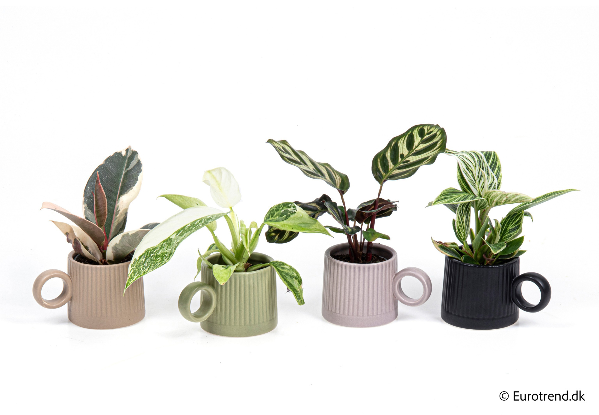 Calathea/Philodendron in New Look ceramic 2026, D 6