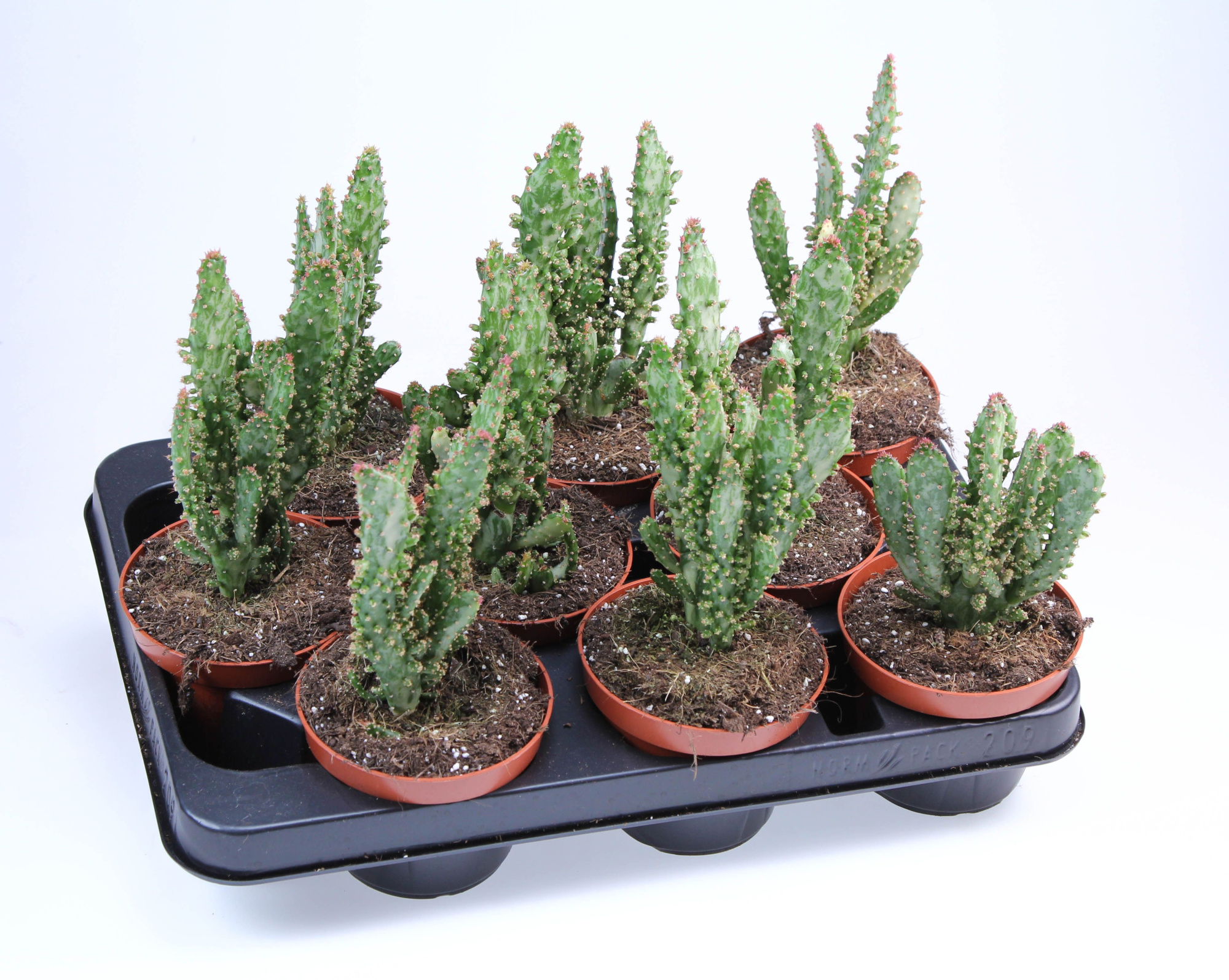 Opuntia monacanta variegata, D 10,5