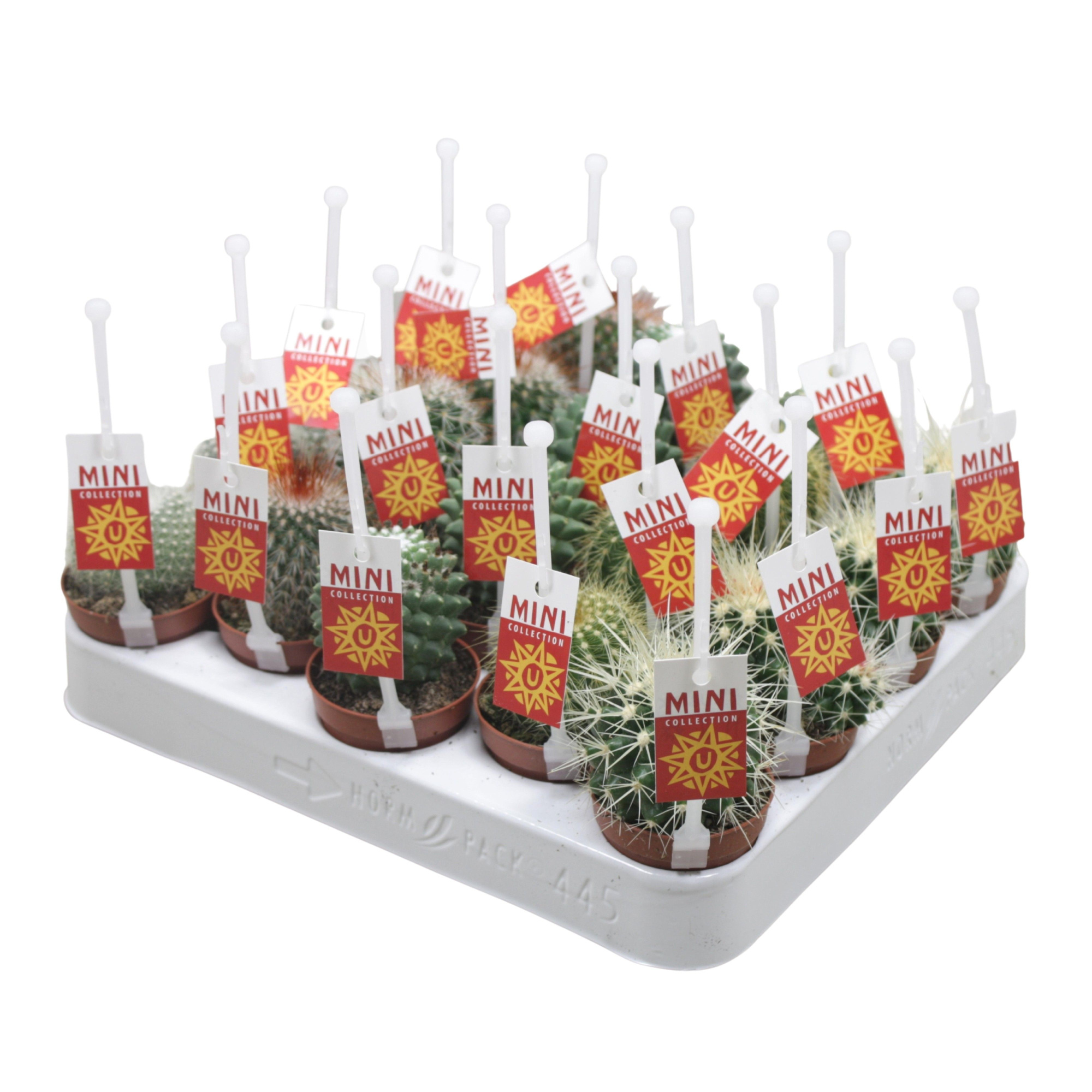 Bolcactus mix 5,5 cm met picker+etiket, D 5,5