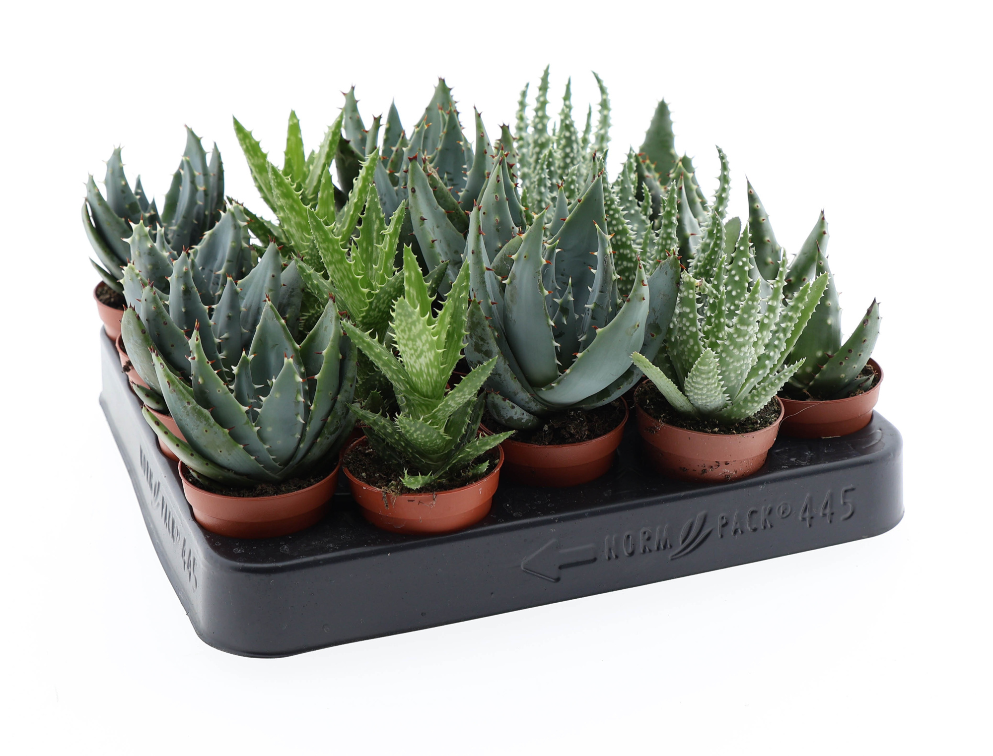 Aloe mix, D 5,5