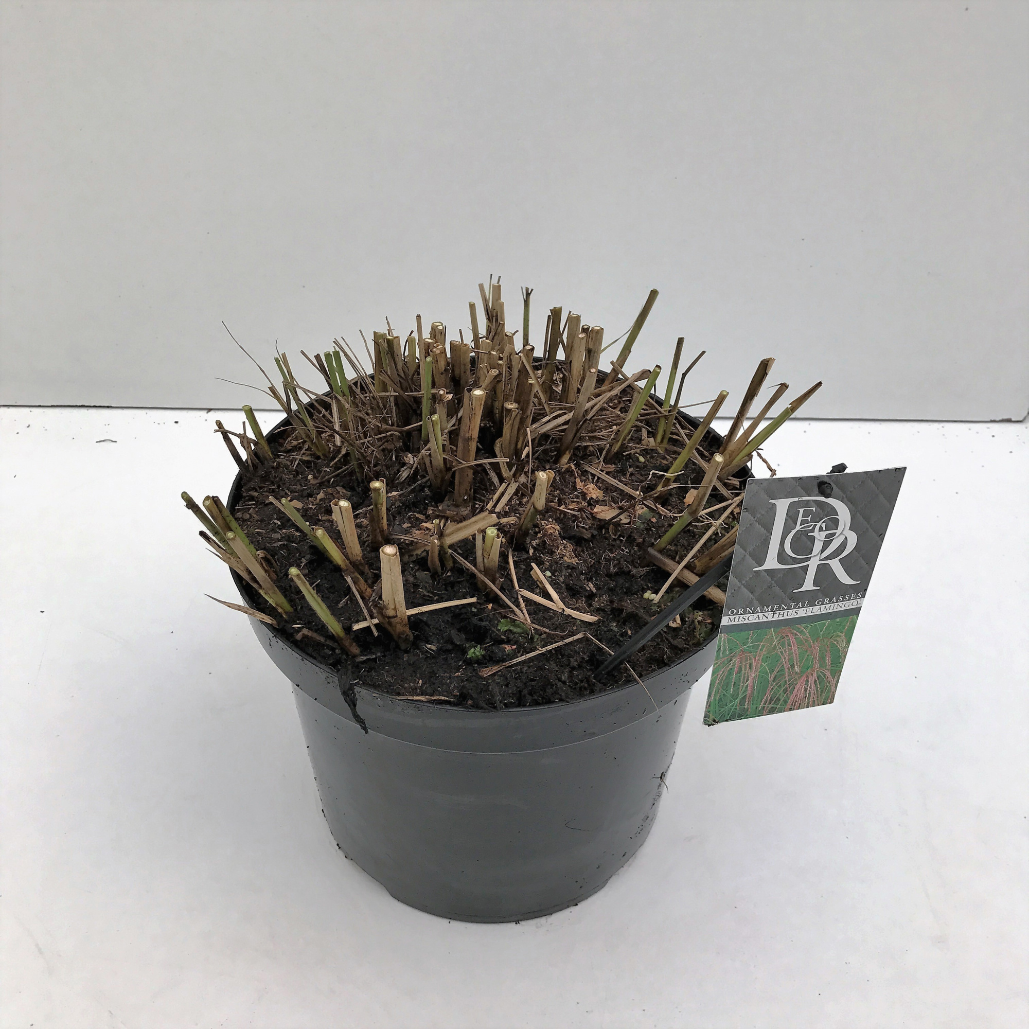 Miscanthus 'Flamingo', D 29