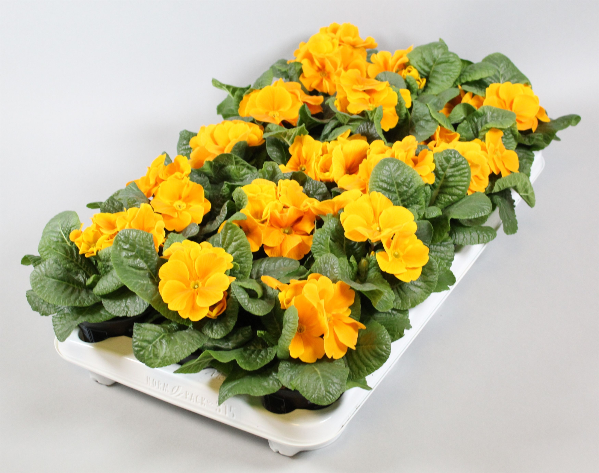 Primula ORANGE, D 10,5
