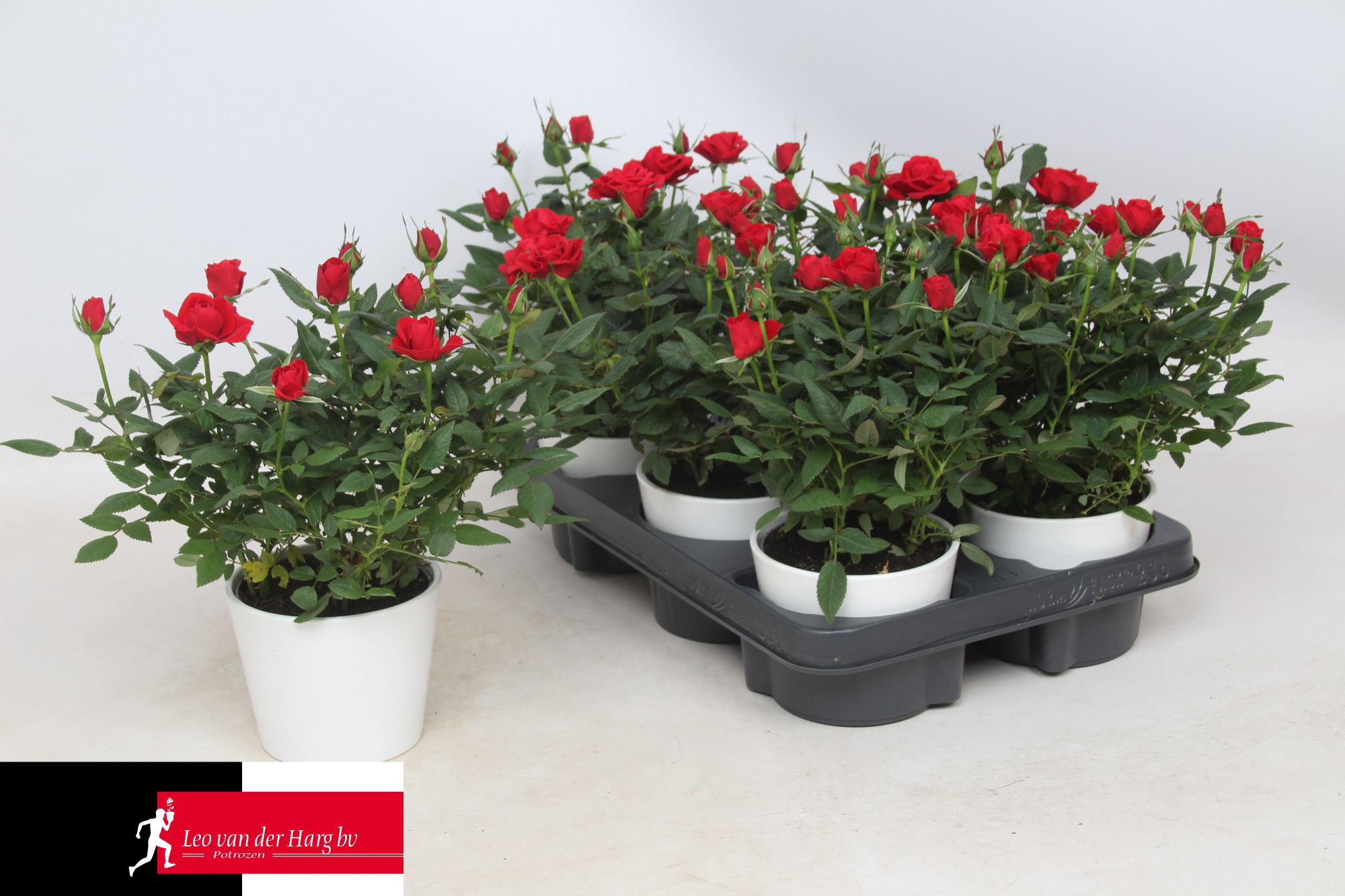 Rosa Kordana Apache in Wit keramiek, D 12