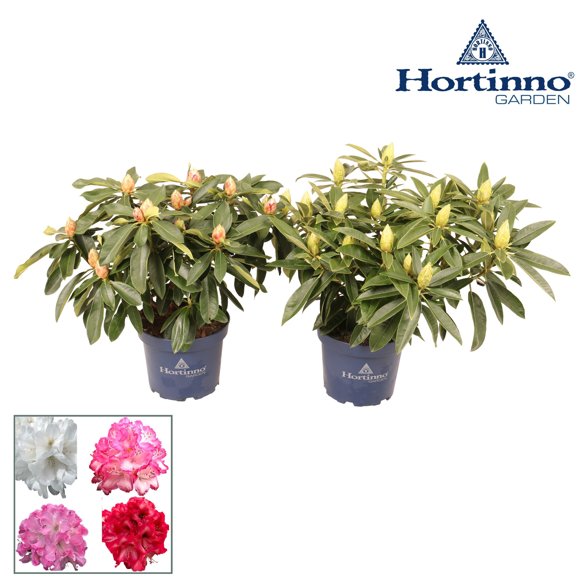Hortinno® Garden XXL Collection gemengd groen 50 - 60 cm, D 23
