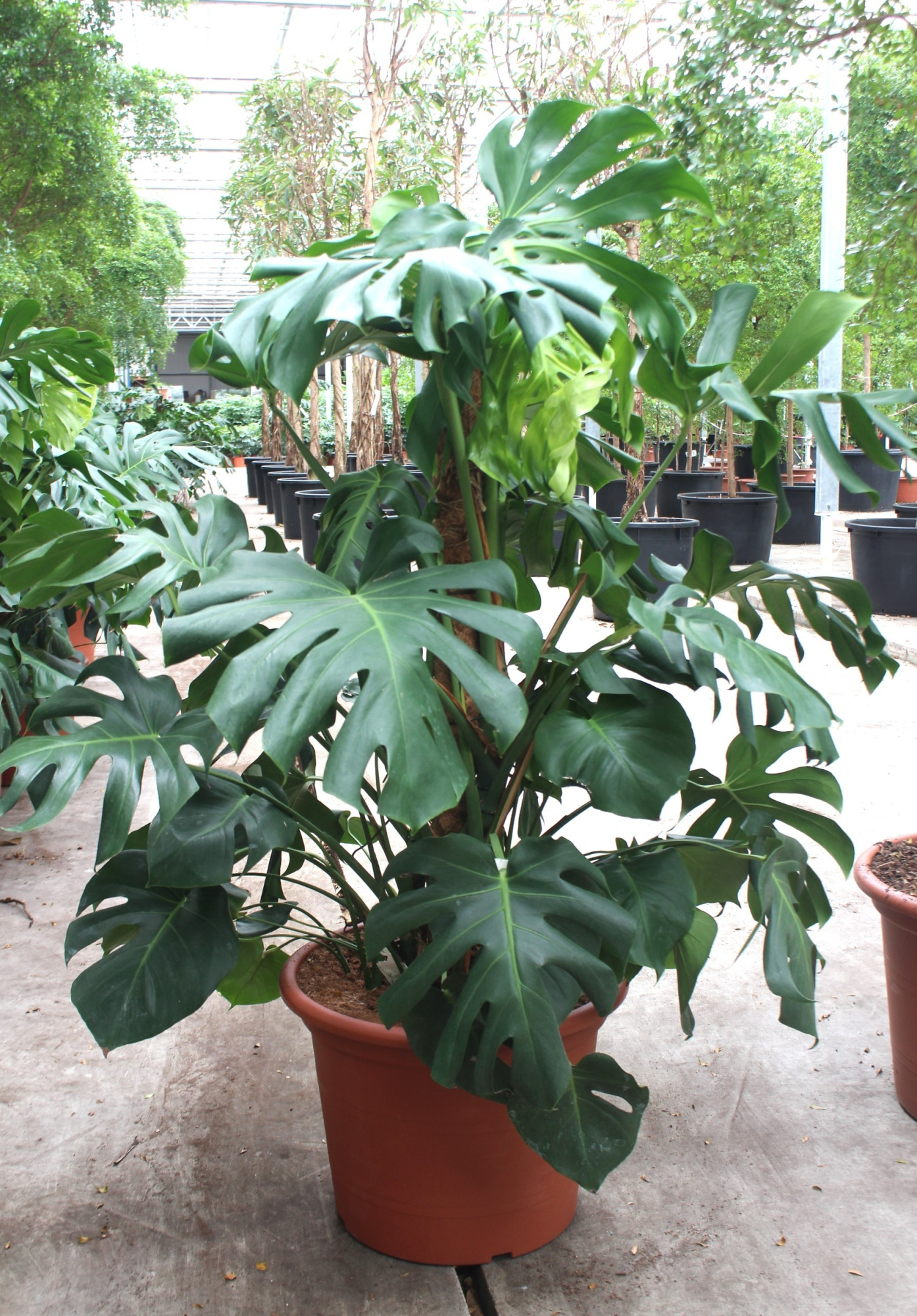 Monstera deliciosa, D 55