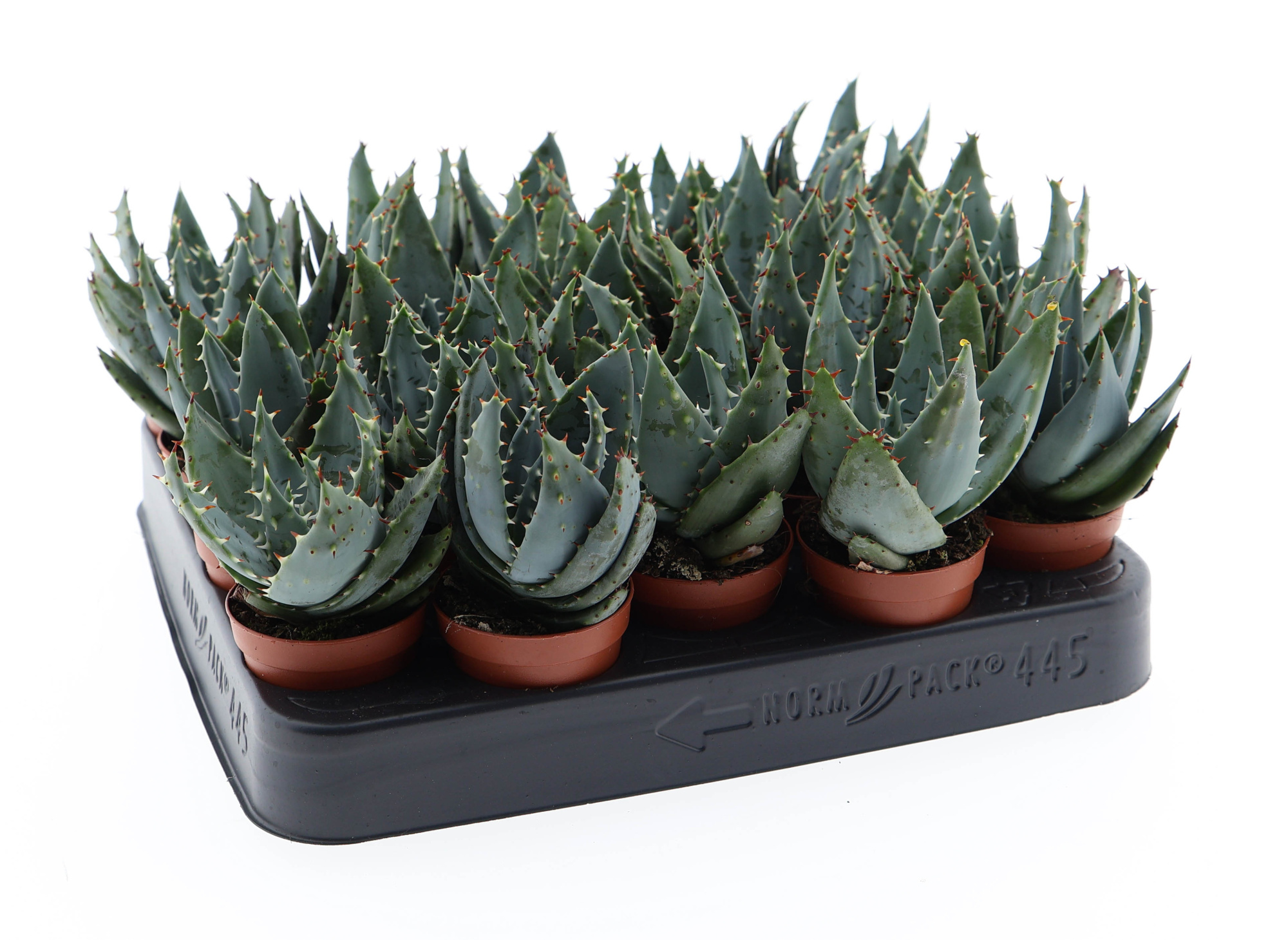 Aloe petricola, D 5,5