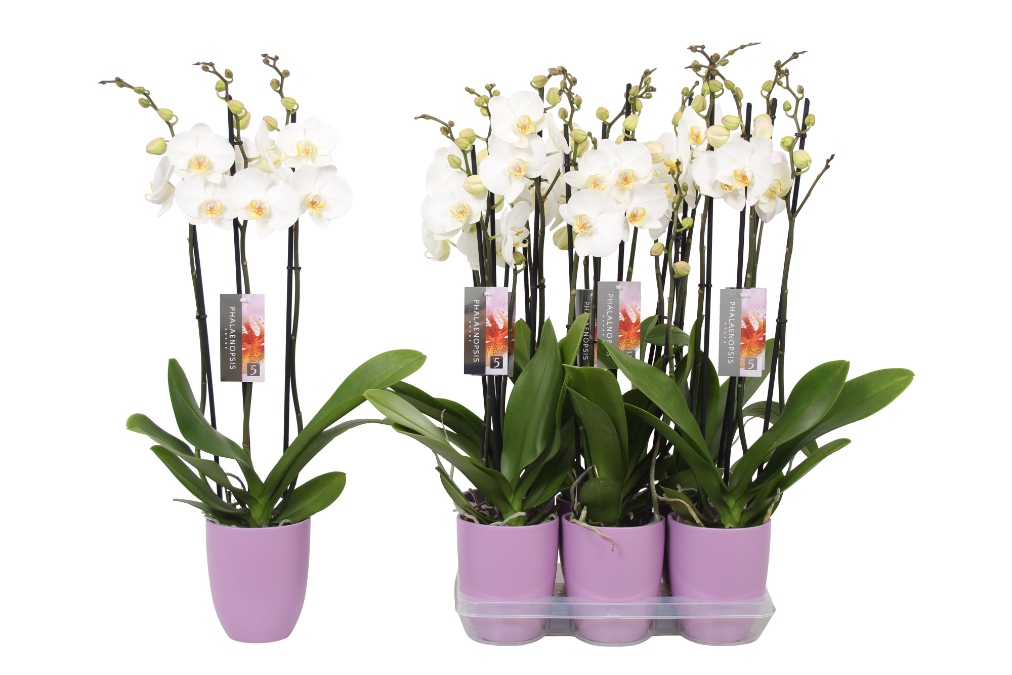 Phalaenopsis White, 3-spike Lilac Ceramics, D 12