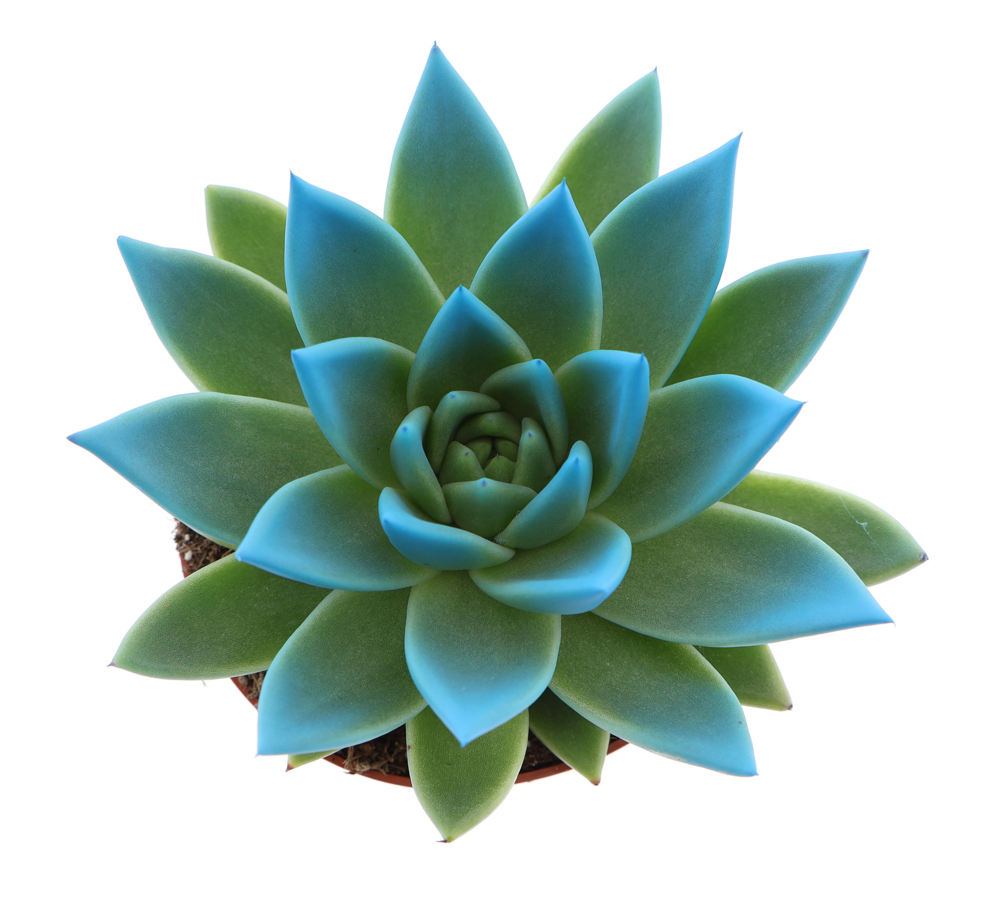 Miranda tips mint, D 10,5