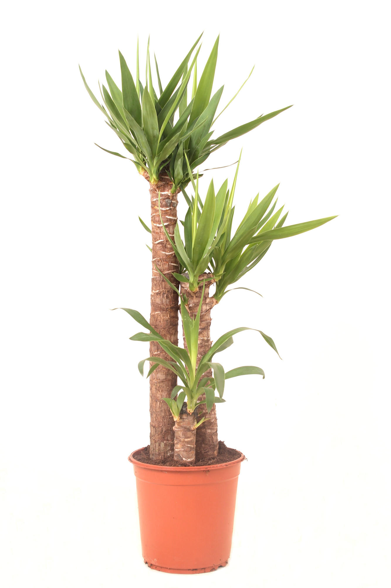 Yucca P24 75-45-20, D 24