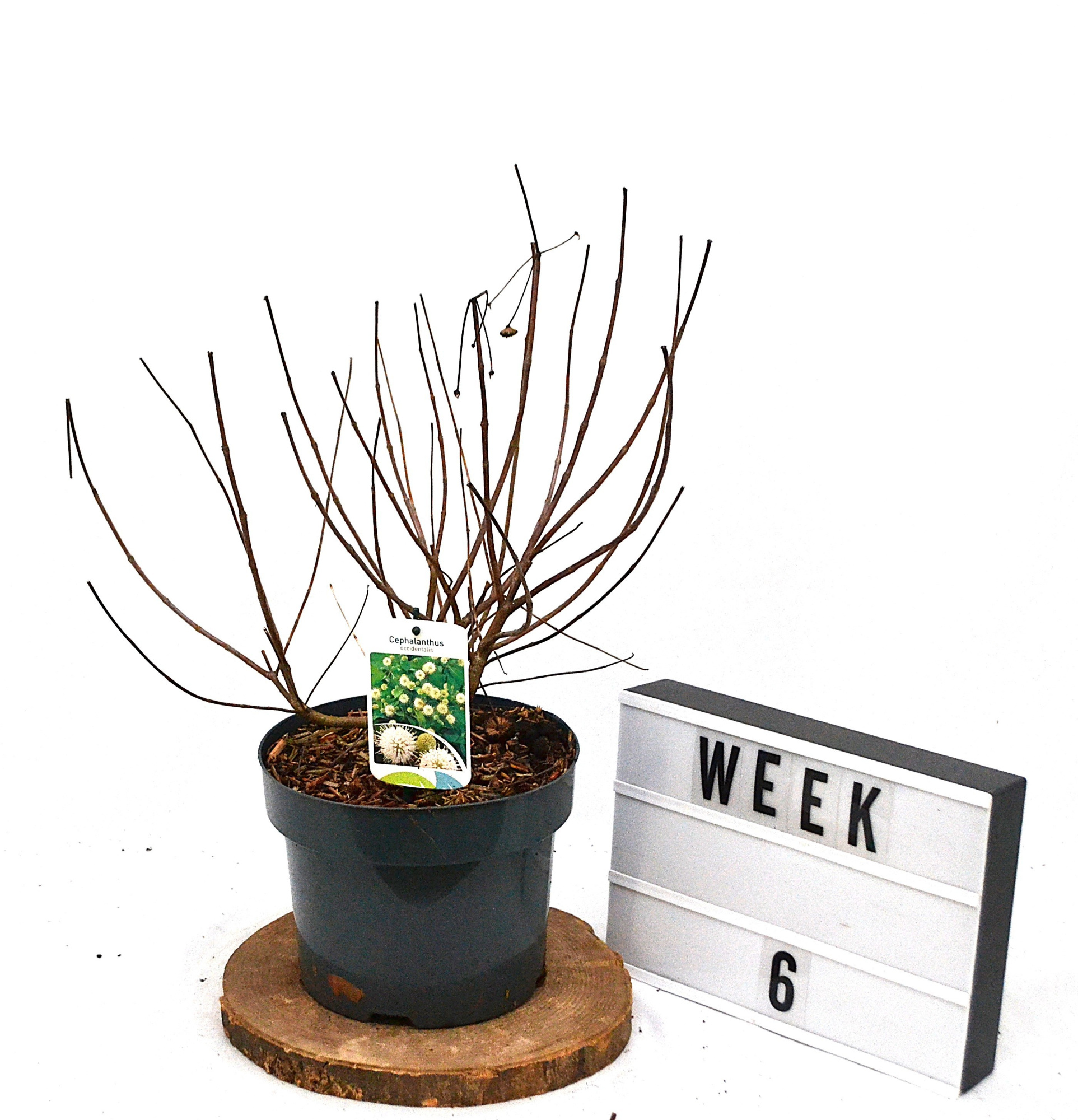 Cephalanthus occidentalis C5, D 23