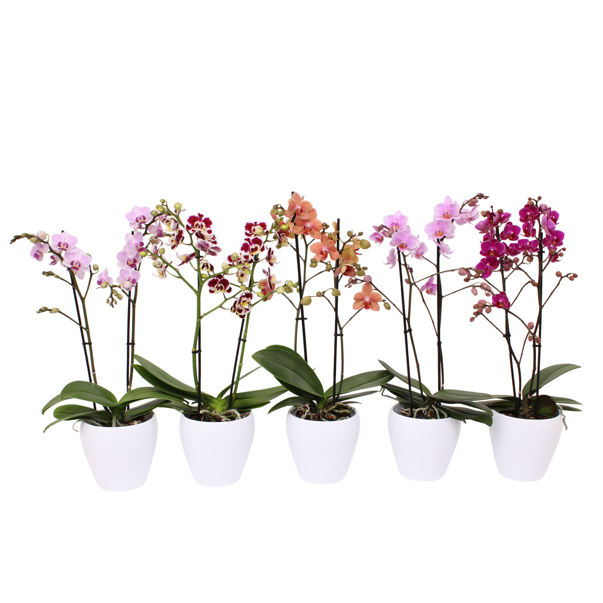 Phal. Multiflora 2-tak mix in sofia wit, D 12