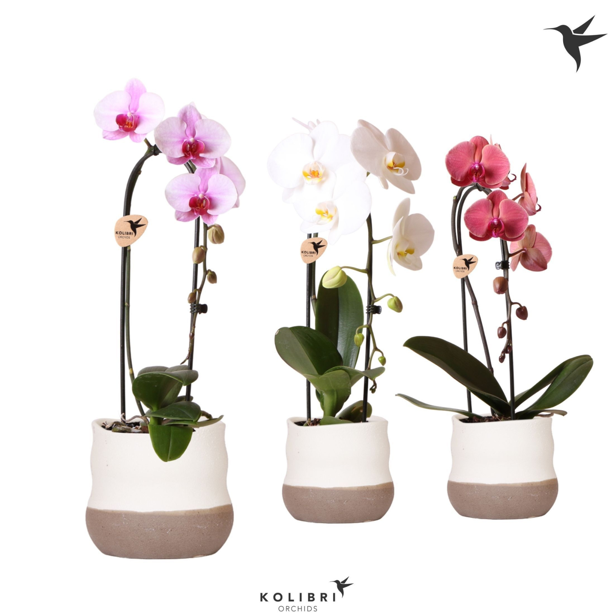 Kolibri Orchids Cascade Niagara Fall mix 1 spike in Imperfect Bag pot, D 12