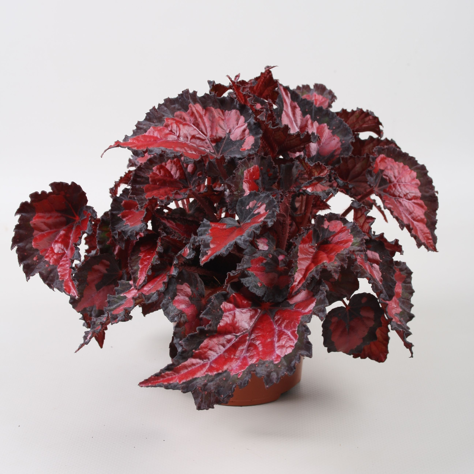 Begonia Beleaf Inca Night, D 12