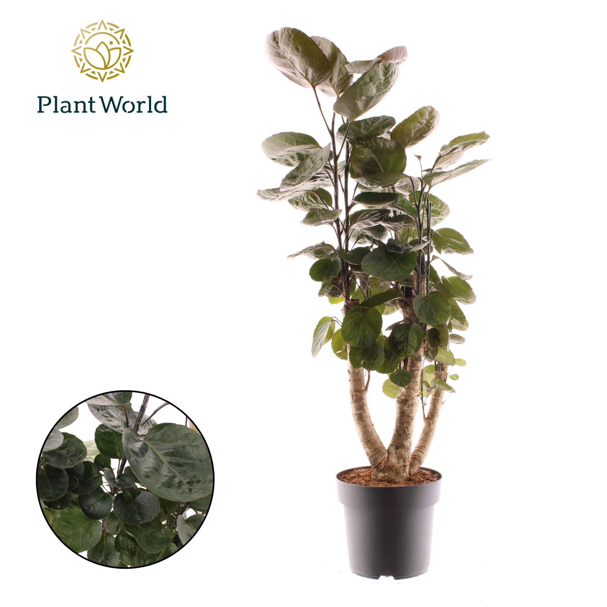 Polyscias Fabian vertakt, D 21