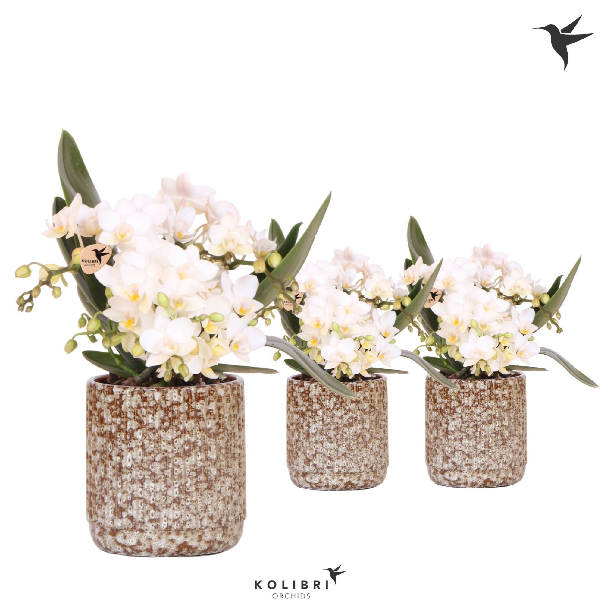 Kolibri Orchids Phalaenopsis Nazare 4 spike in Jaguar pot, D 9