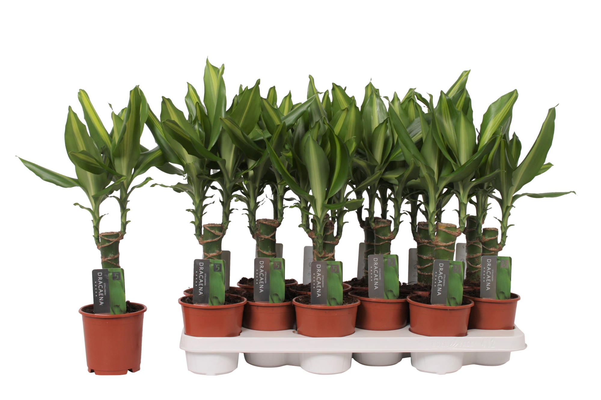 Dracaena Mass Coast, 11 cm pot, D 11