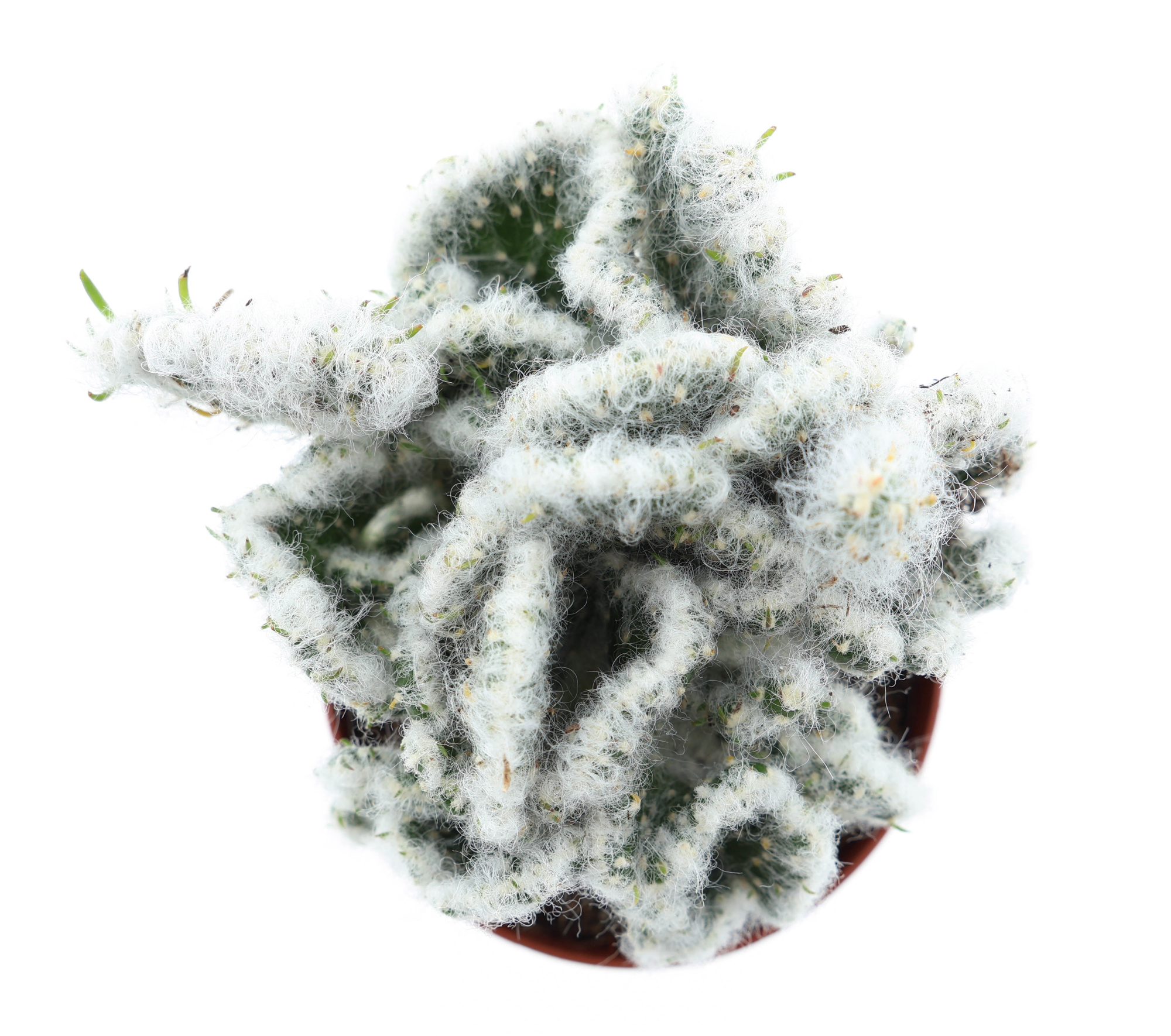 Opuntia vestita cristata, D 8,5