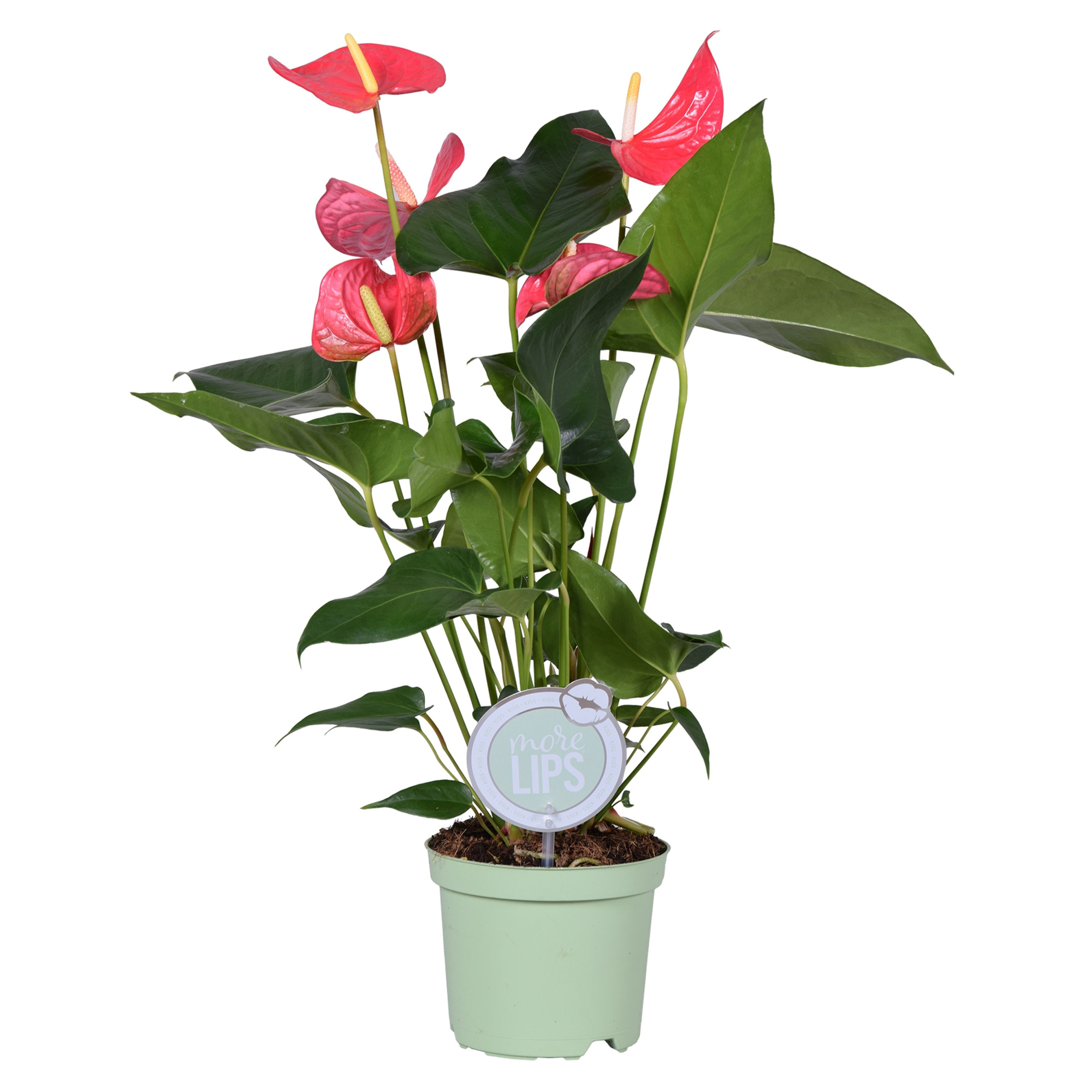 MoreLIPS® Anthurium Maine, D 14