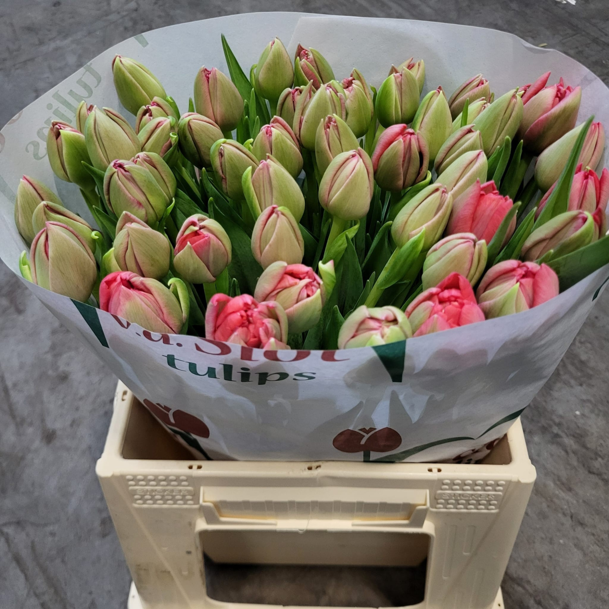 Тюльпан дв. Эйжн Бьюти, шт.