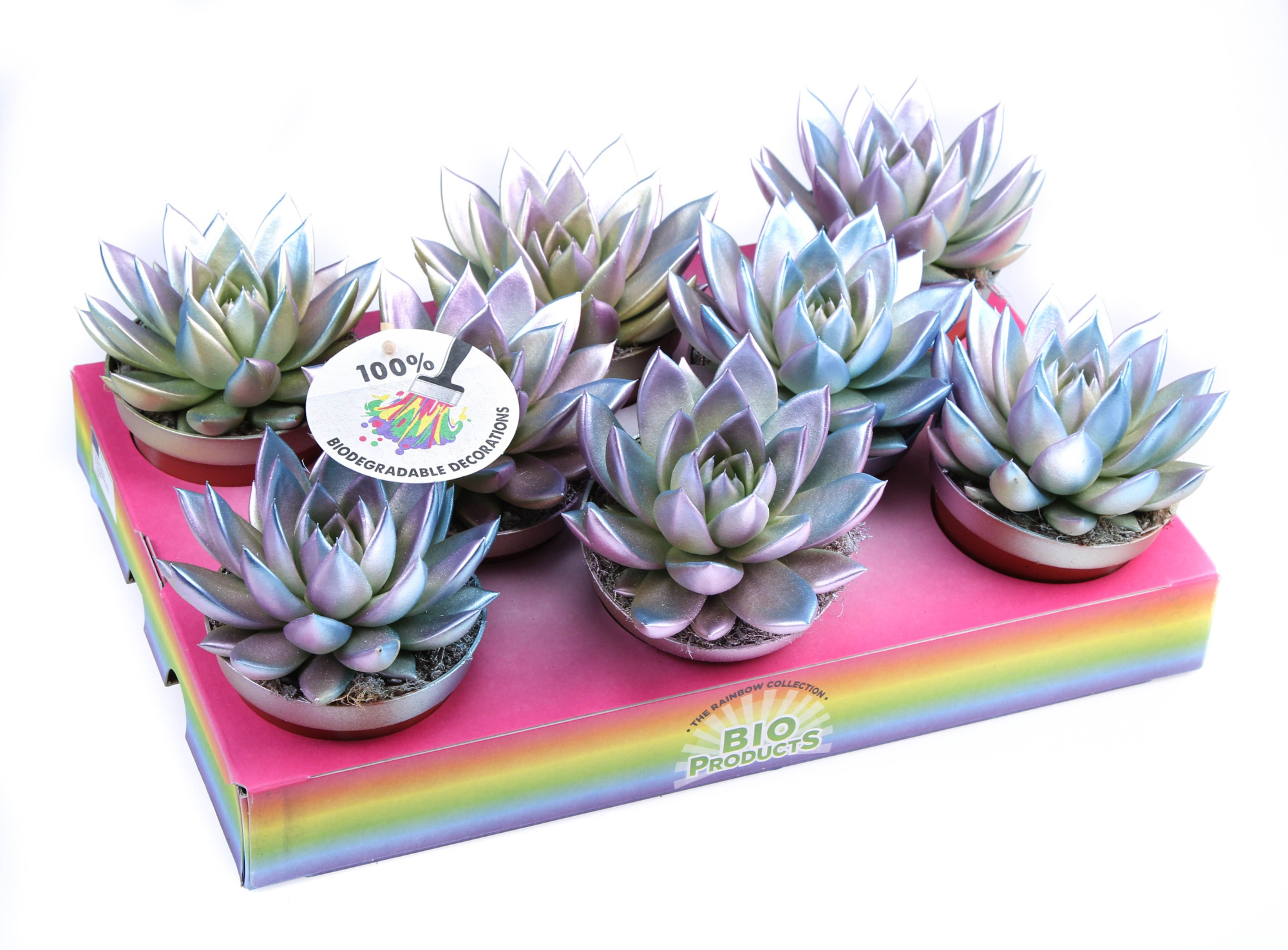 Bio miranda Metallic chameleon, D 10,5