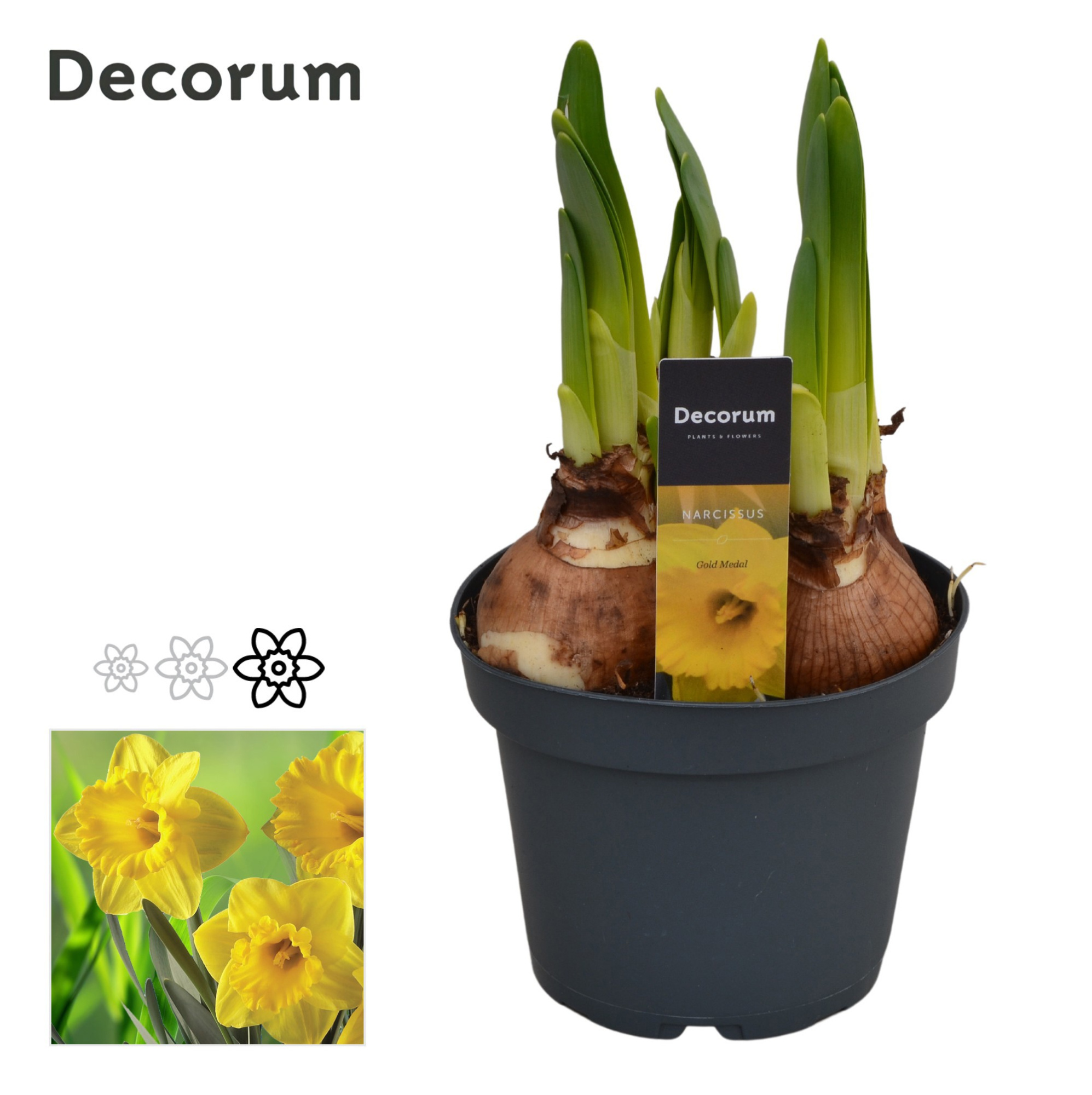 Narcis Gold Medal, D 13