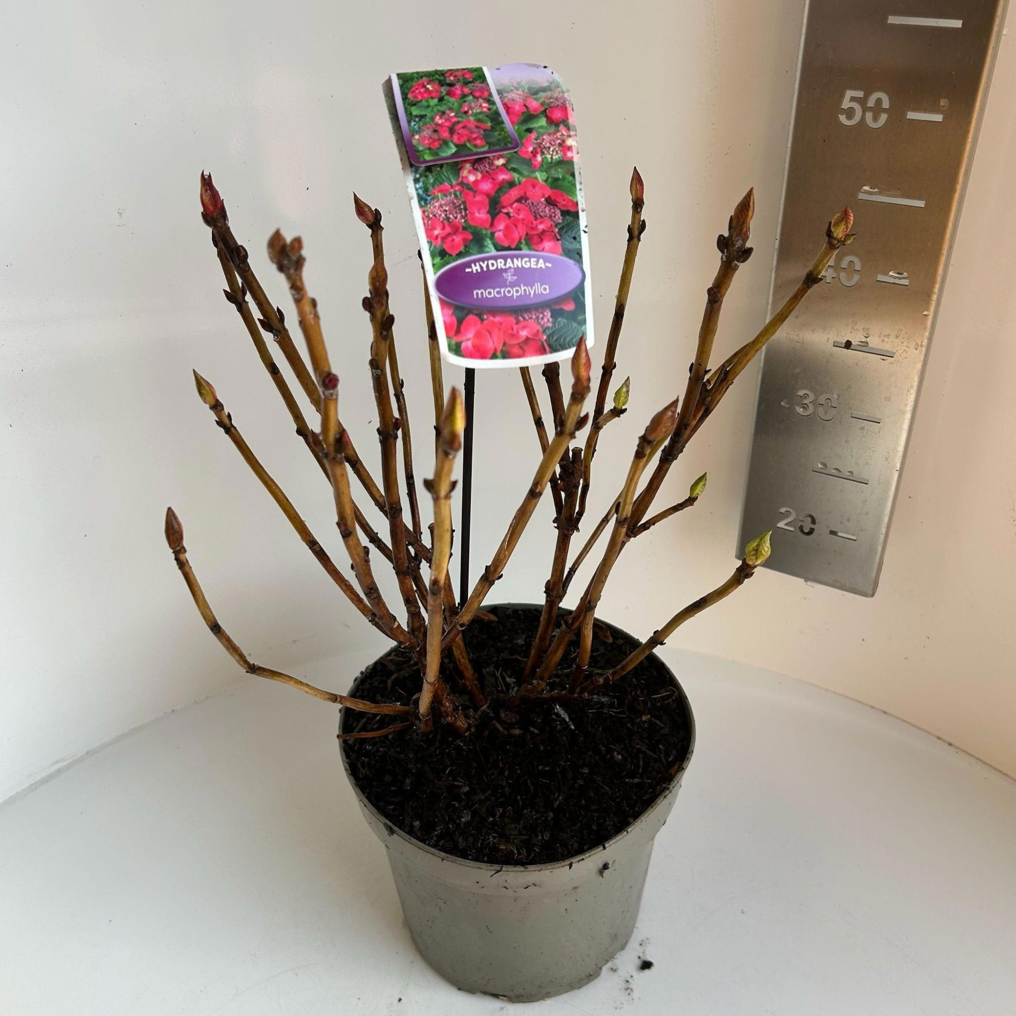 Hydrangea macr. Rood (scherm), D 23